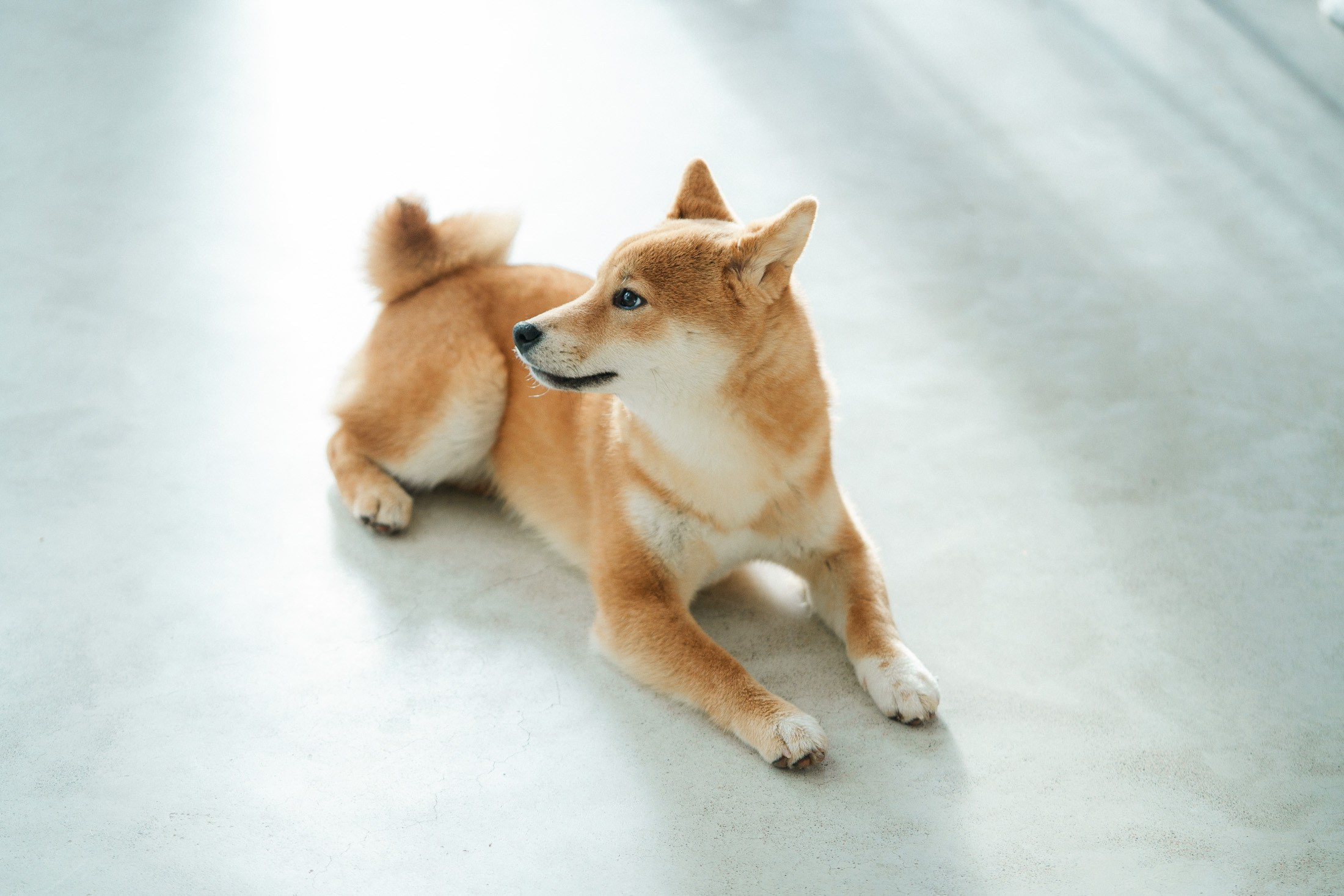 Koirien, kissojen, hevostenkuvaus