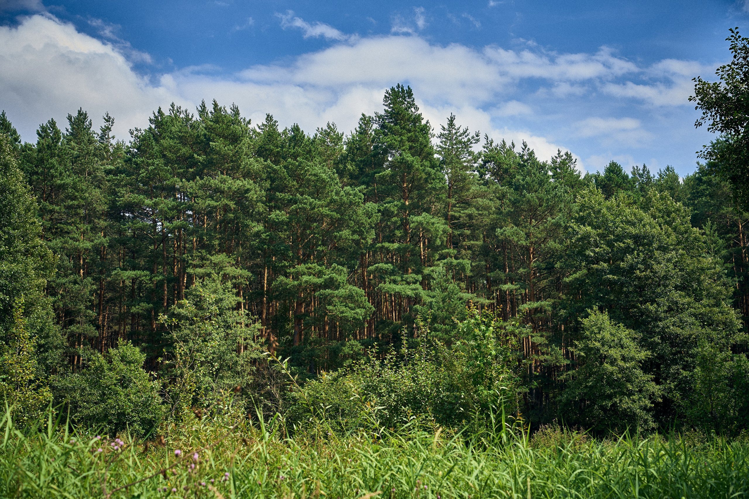 Organic Festival 2024. Andriej Szypilow — Photography & Videography