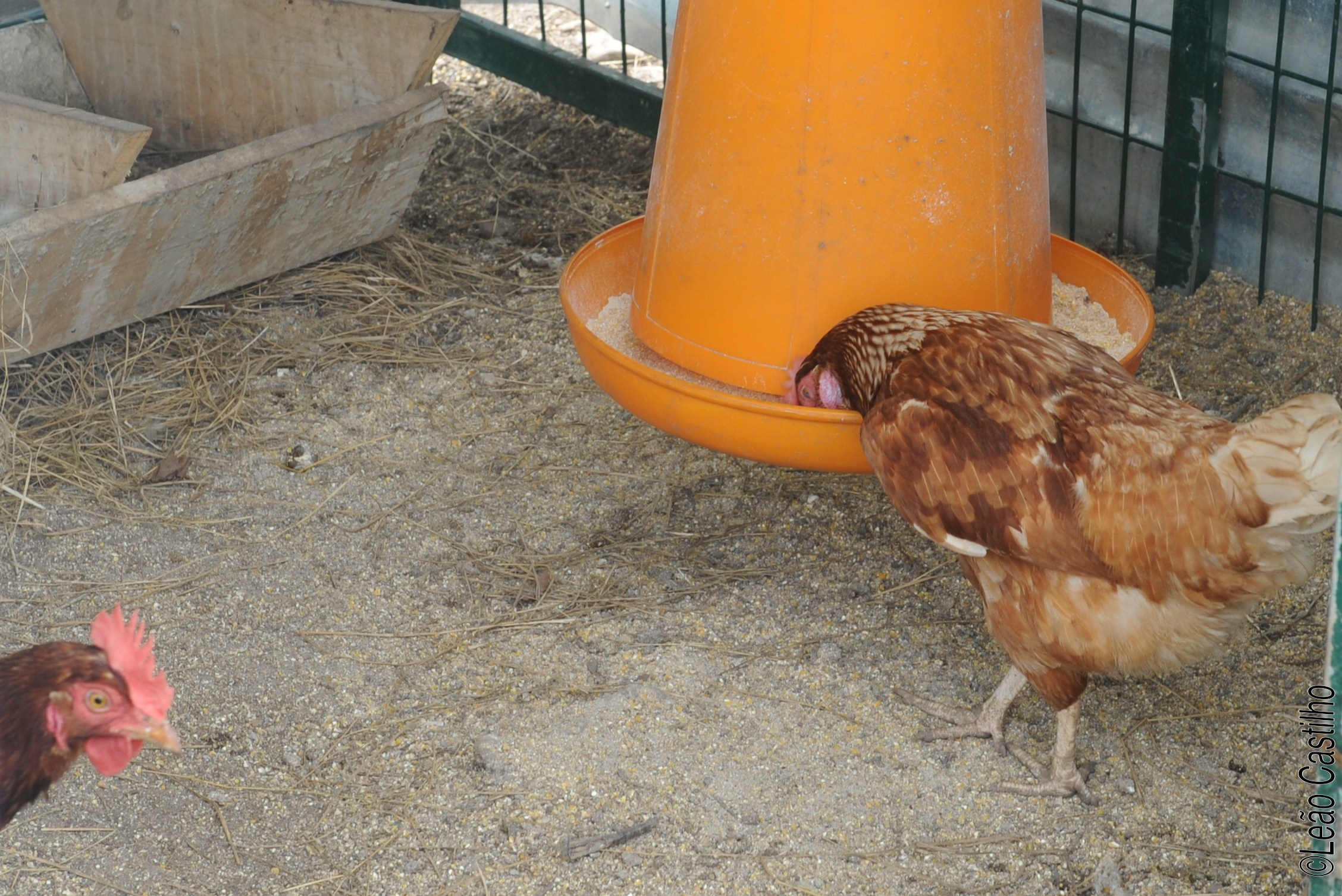 Photos of agriculture for the people of Muindi project. Simbahalu