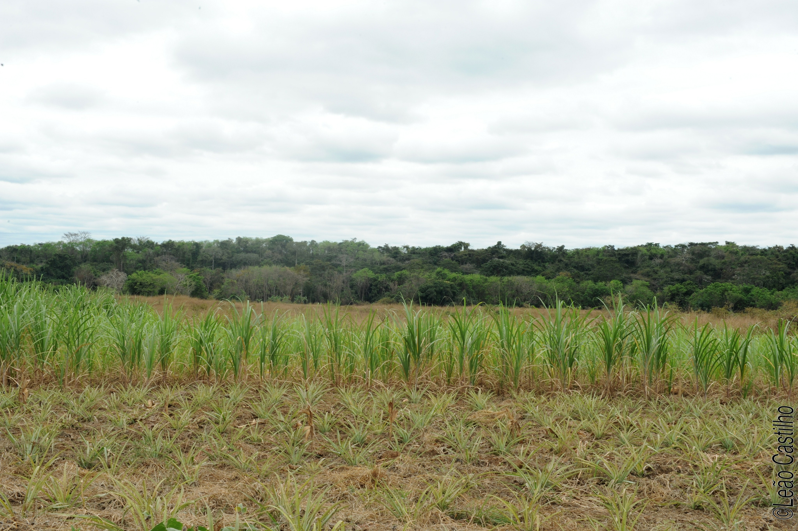 Photos of agriculture for the people of Muindi project. Simbahalu