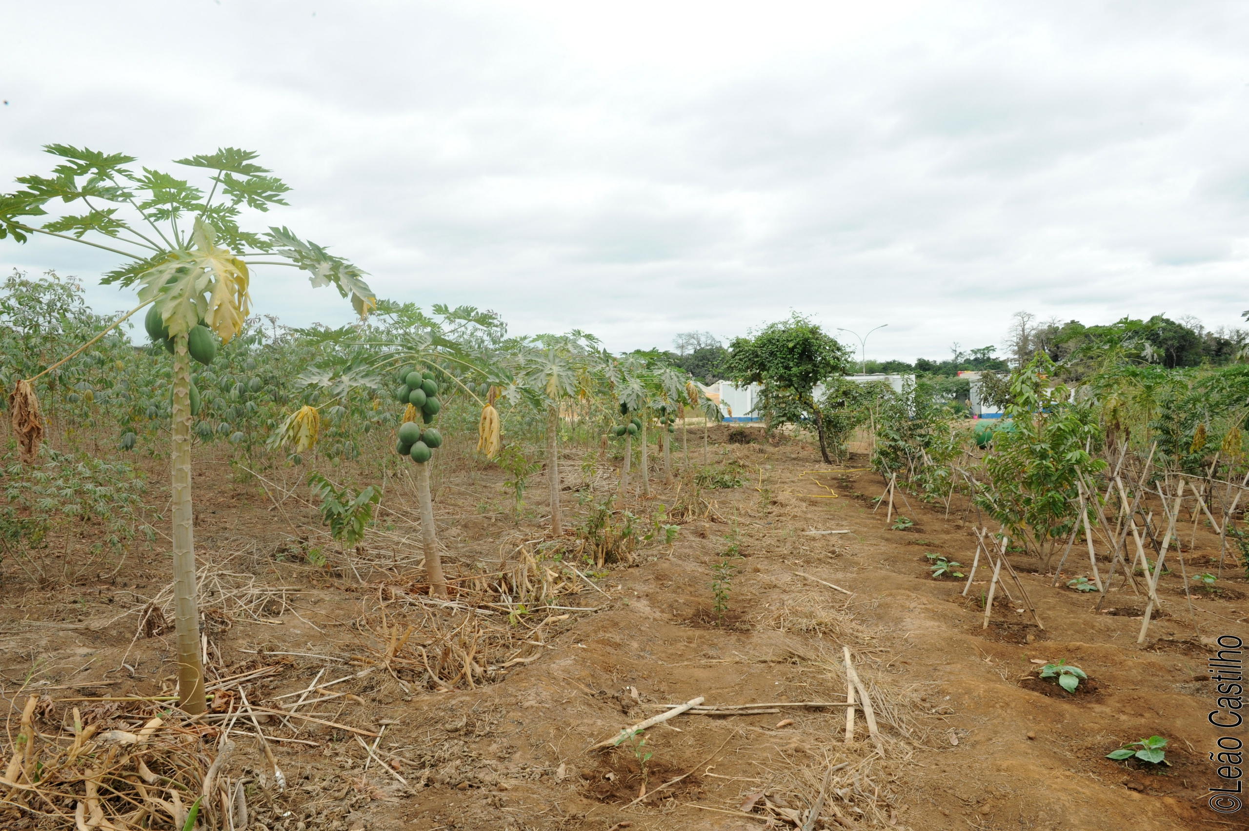 Photos of agriculture for the people of Muindi project. Simbahalu