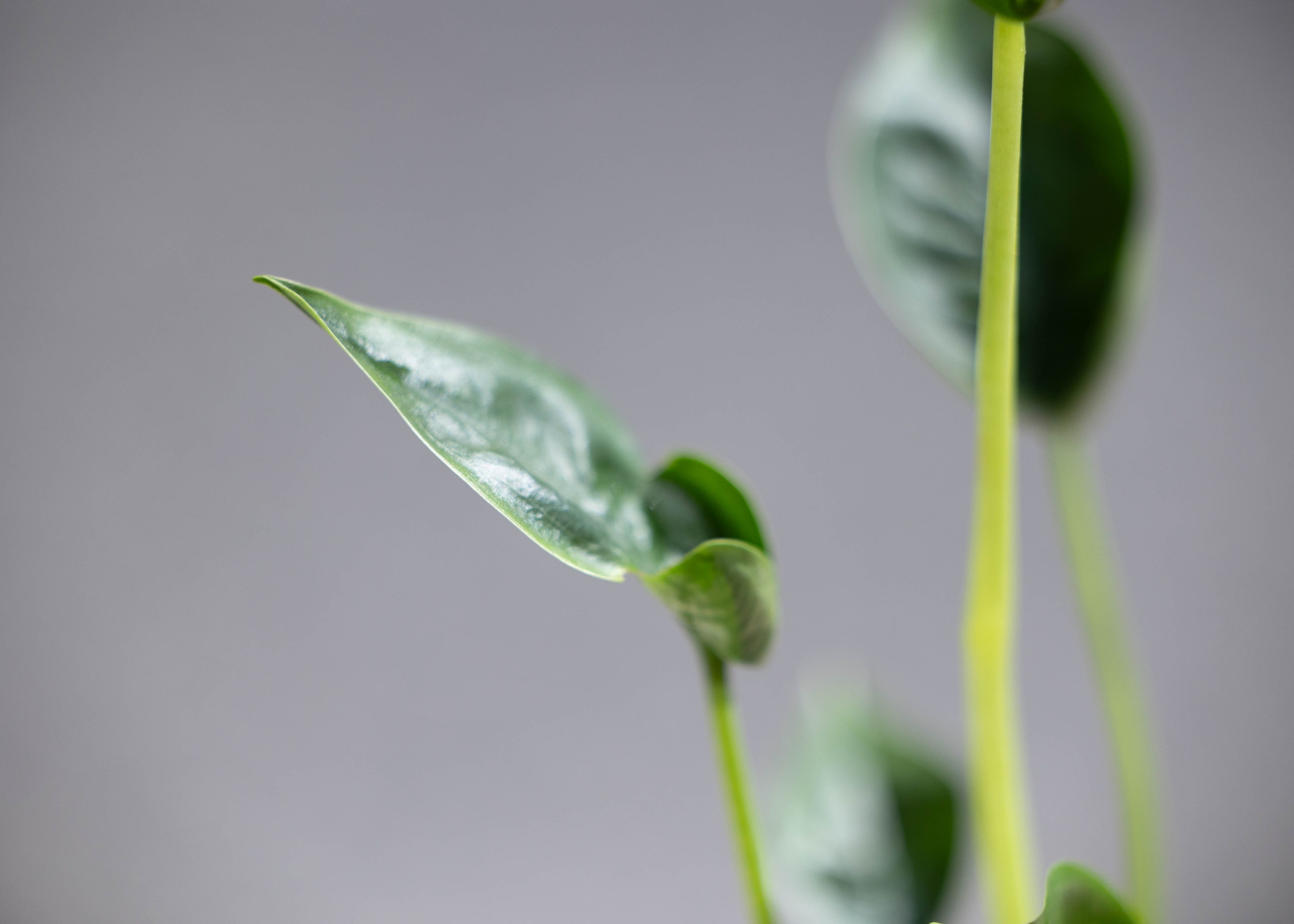 Alocasia, eller Elefantøre, er en populær stueplante, der tilføjer et moderne touch til ethvert hjem. Stil den lyst, men undgå direkte sol.