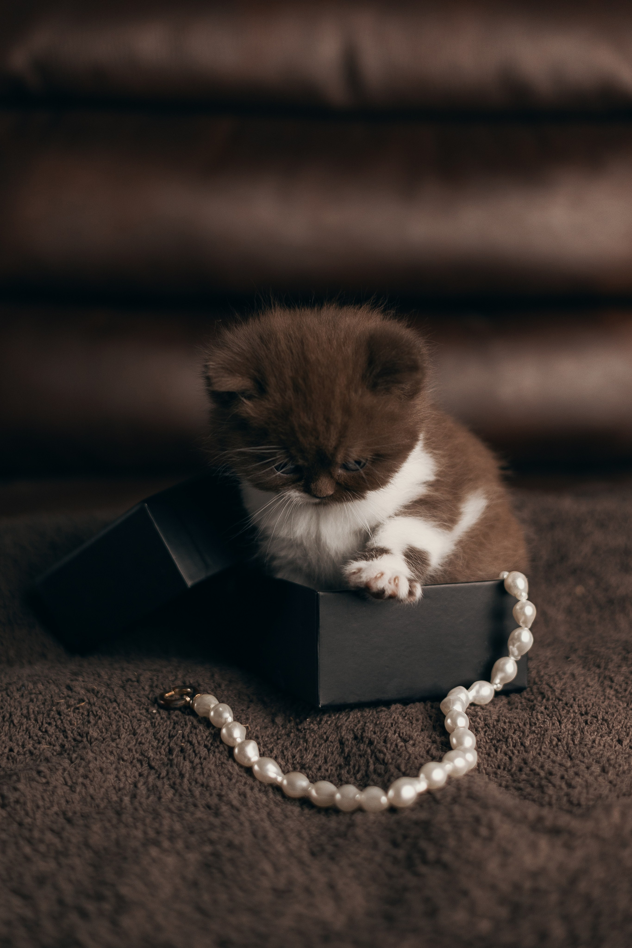 Pet photography. Photography & videography for brands. Individual shooting. Midlands, England