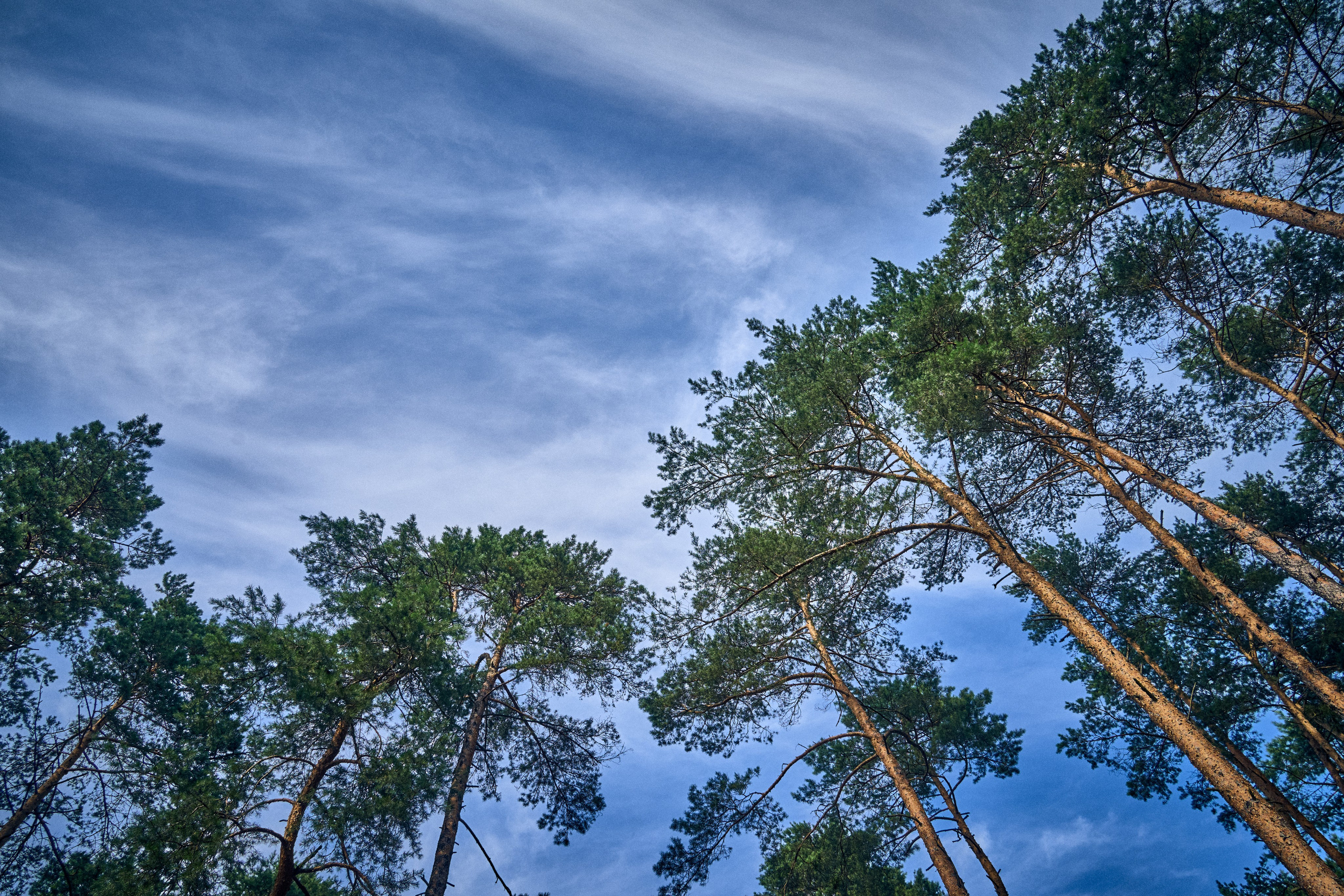 Organic Festival 2024. Andriej Szypilow — Photography & Videography