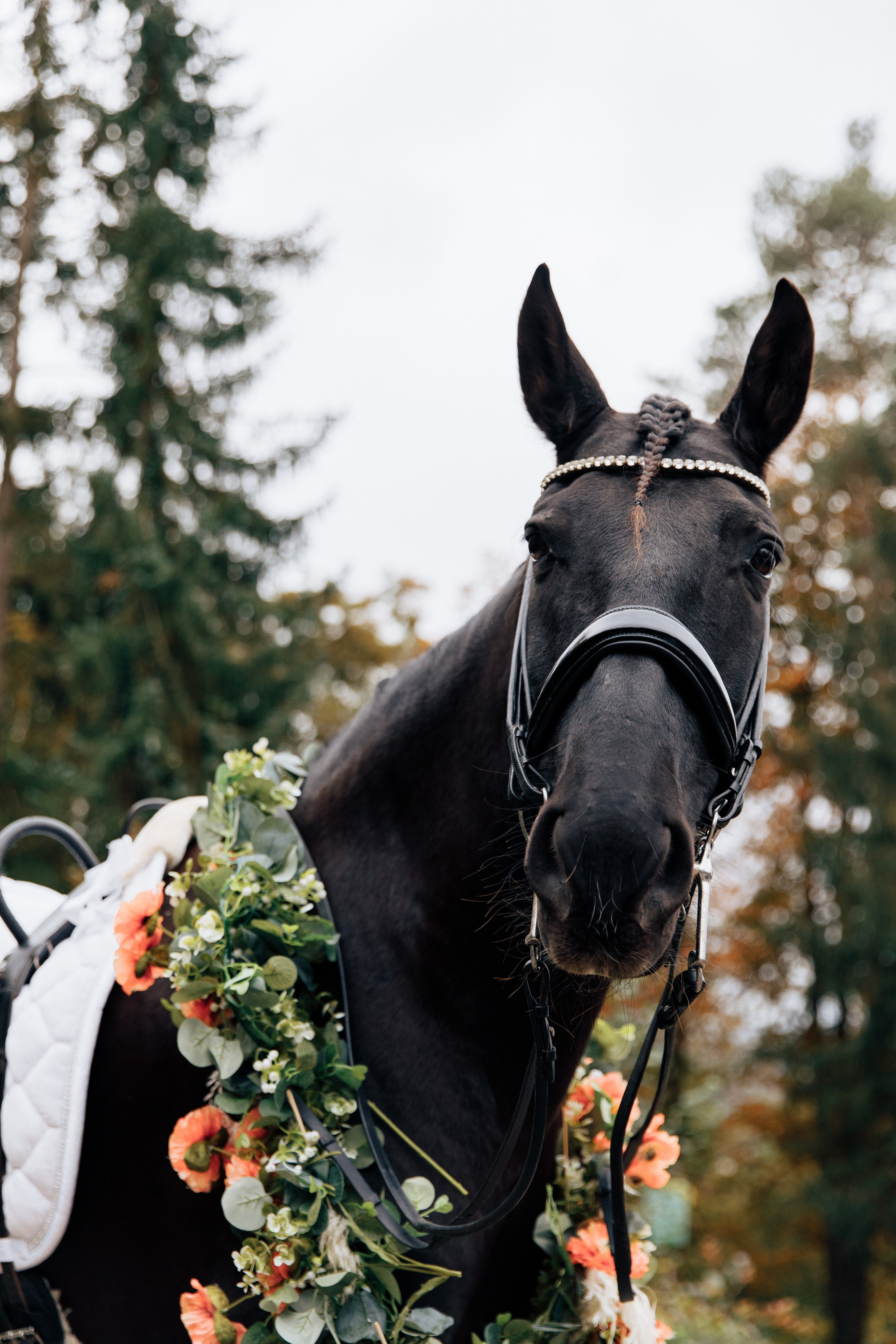 Das dunkle Pferd trägt einen Kranz aus orangefarbenen, rustikalen Blumen.