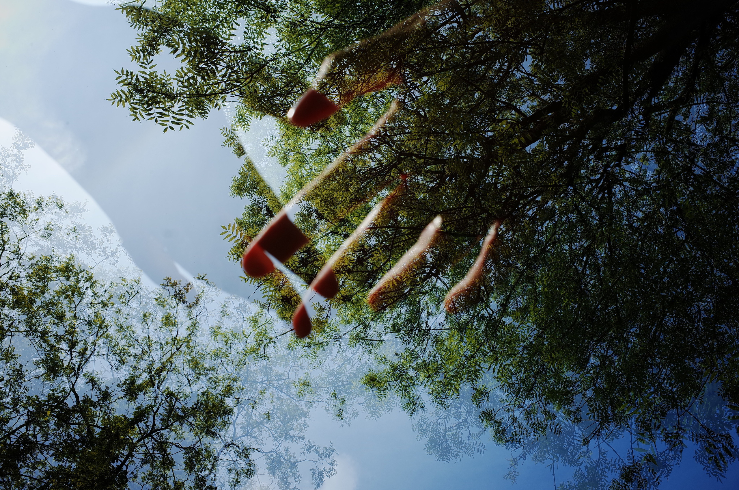 Гербарий. Виктория Дини. Арт-фотография