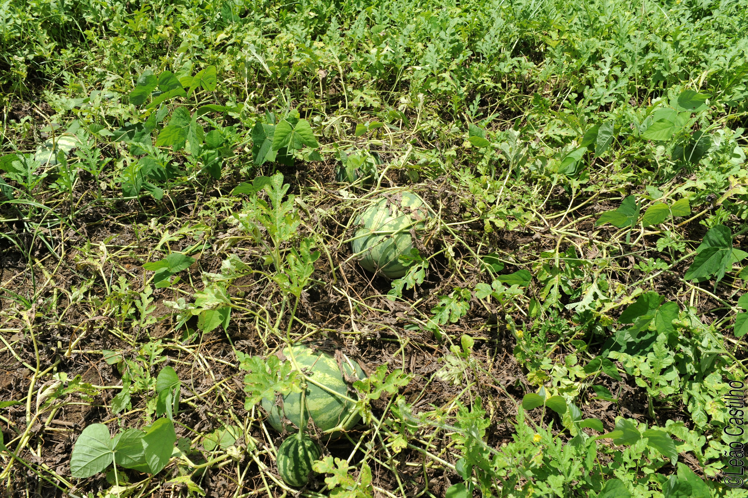 Photos of agriculture for the people of Muindi project. Simbahalu