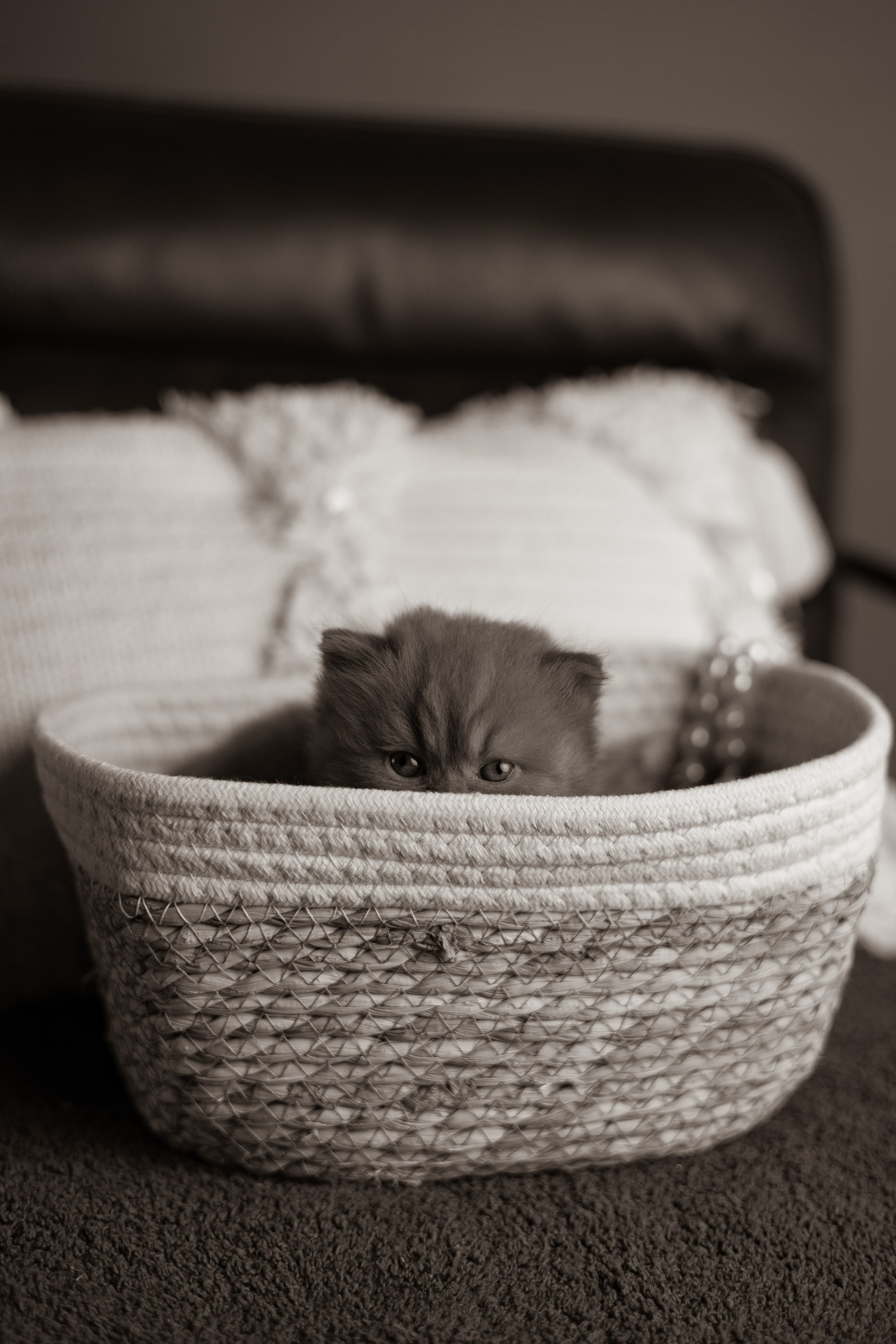 Pet photography. Photography & videography for brands. Individual shooting. Midlands, England