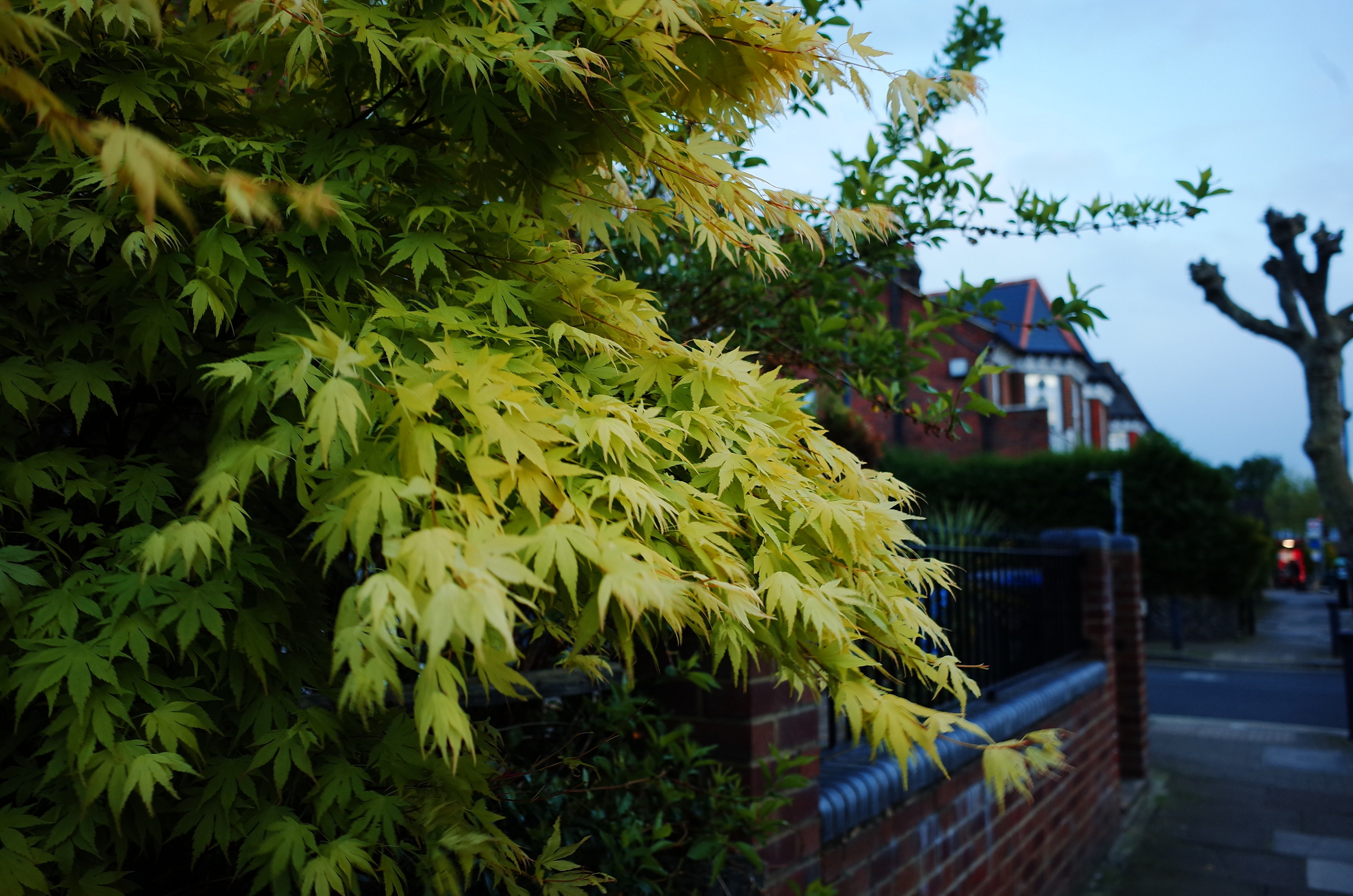 Пламенеющий куст. Виктория Дини. Арт-фотография