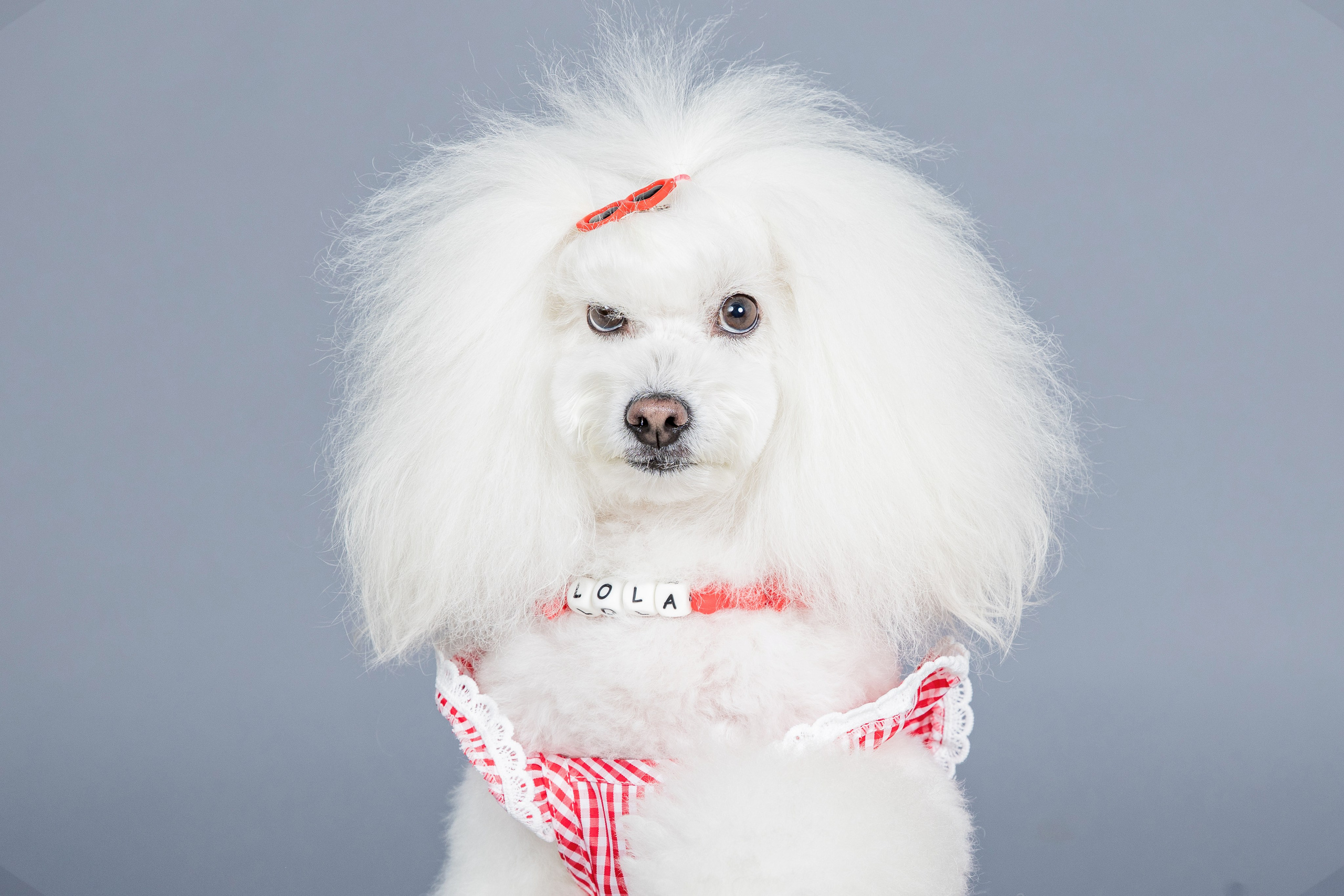 Fotografía de Mascotas en Madrid - Rainbox. Rainbox Estudio de Fotografía