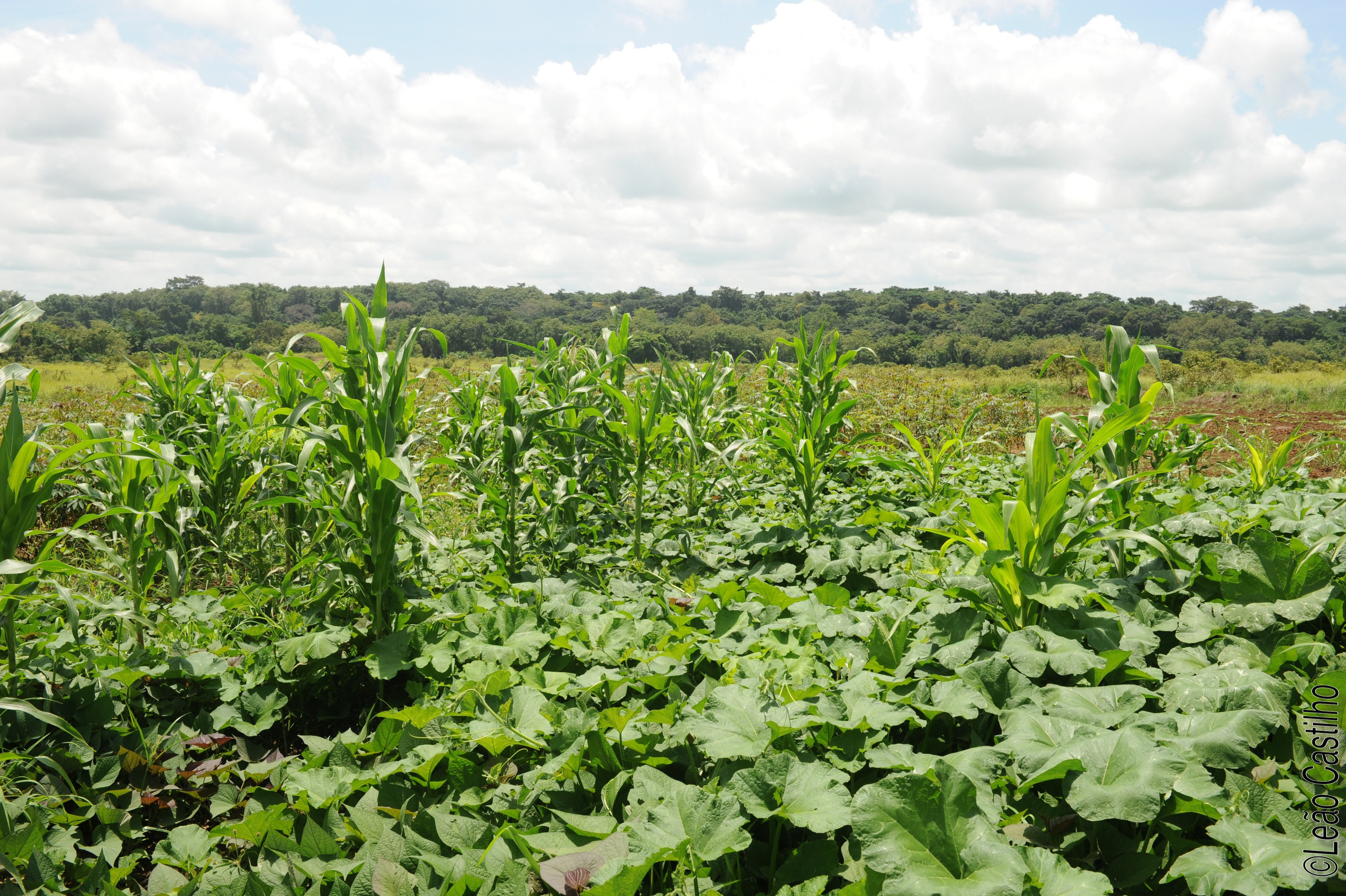 Photos of agriculture for the people of Muindi project. Simbahalu