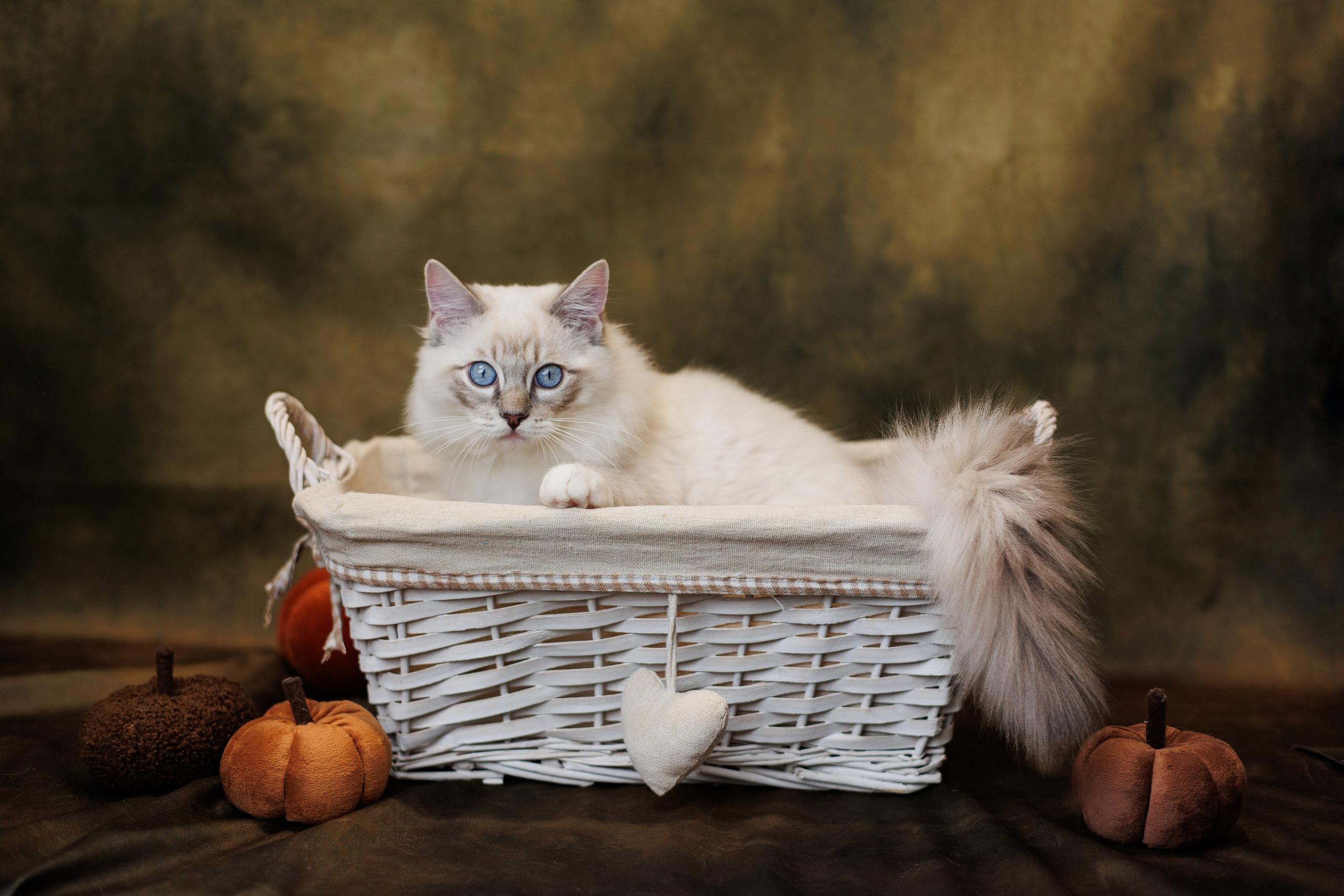 Pet photography. Photography & videography for brands. Individual shooting. Midlands, England