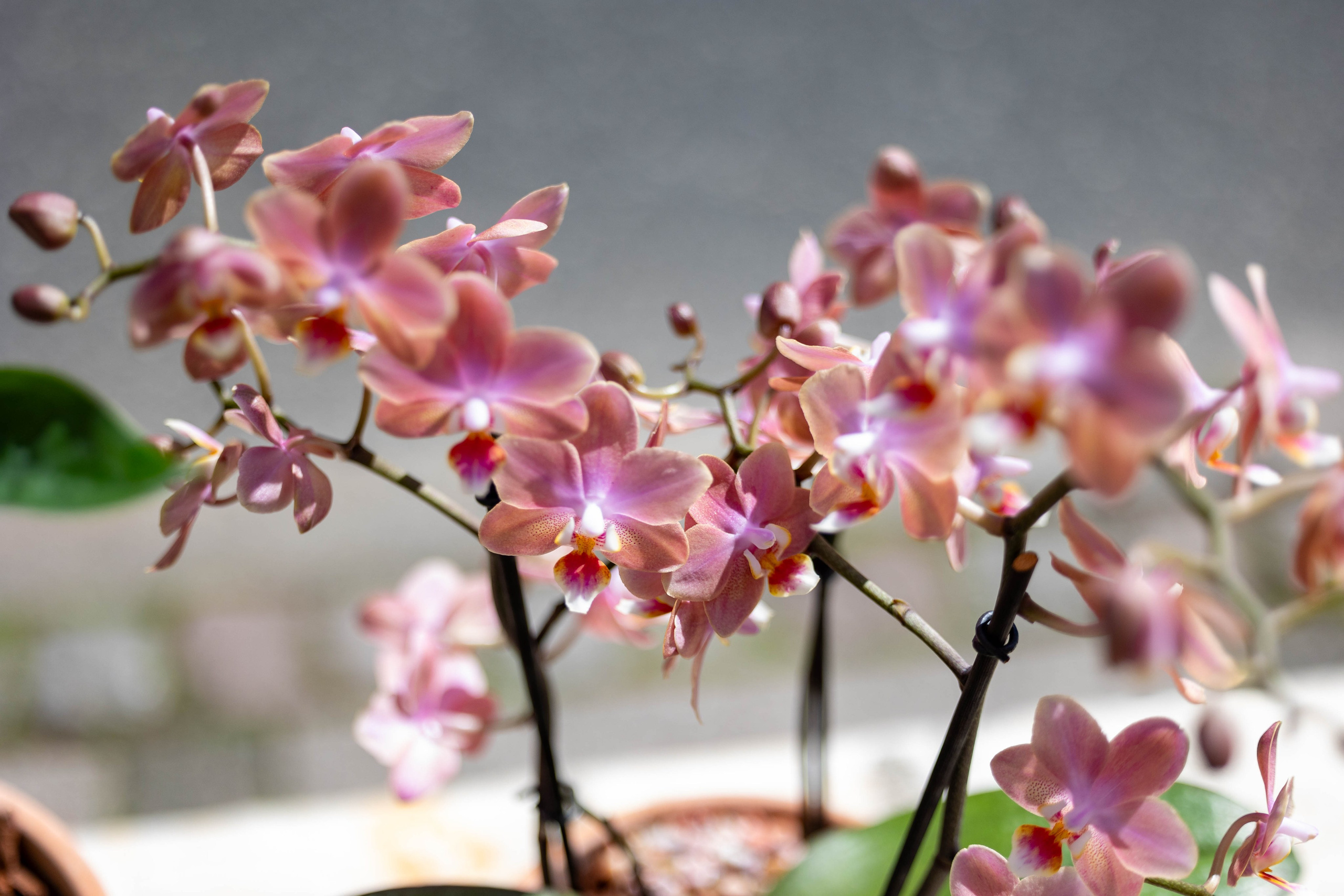 Skab en lille oase i dit hjem med vores udvalg af kaktus og sukkulenter. Disse robuste planter kræver minimal pasning og tilføjer et strejf af det eksotiske til din indretning.