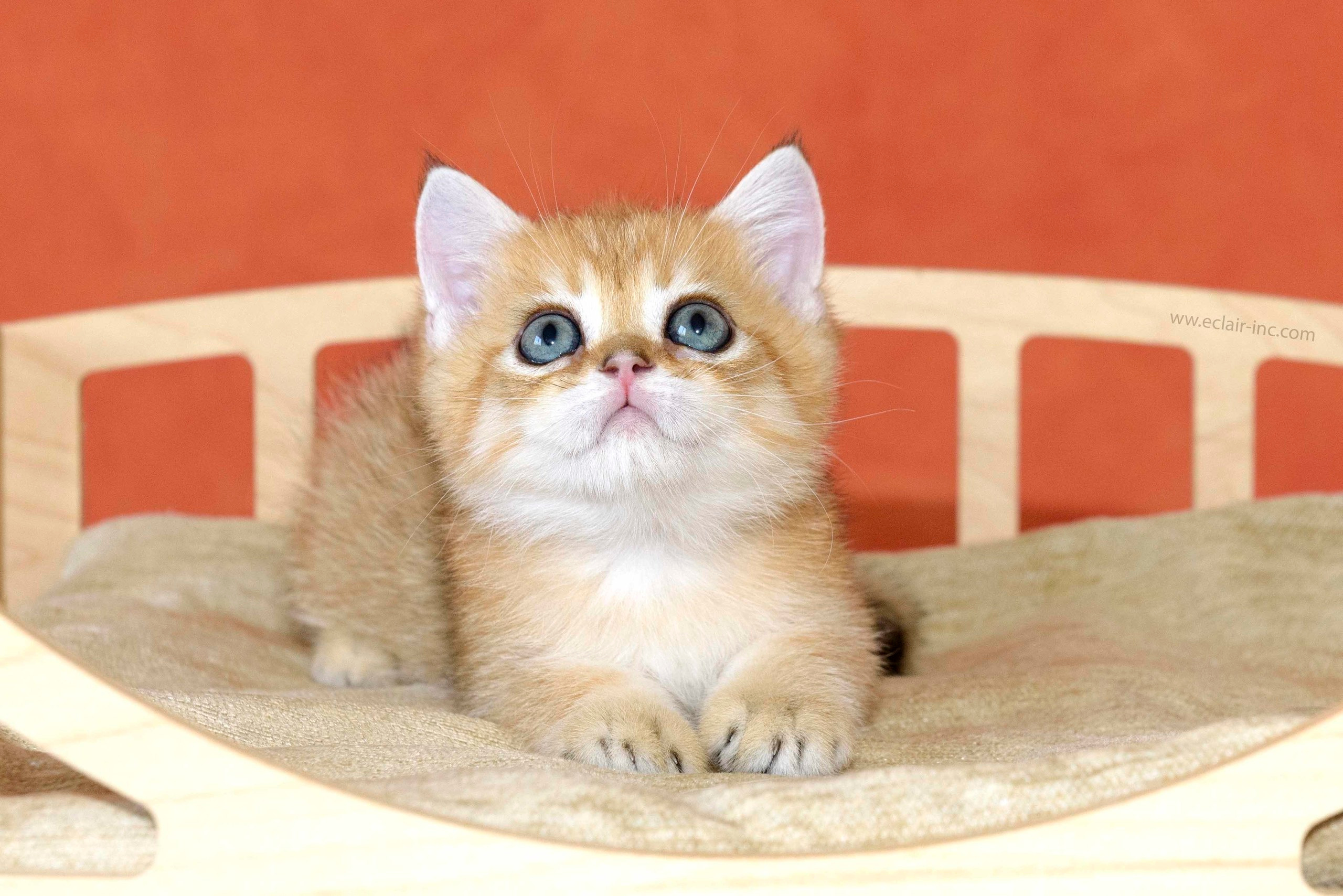 Εκτροφειο βρετανικης κοντότριχης γατας στην Ελλαδα, εκτροφειο british shorthair Αθηνα, βρετανικη κοντοτριχη τσιντσιλα, χρυση βρετανική γάτα, βρετανική κοντότριχη γάτα με pedigree, βρετανική κοντότριχη γάτα τιμή, βρετανική μακρύτριχη γάτα, εκτροφείο βρετανικής κοντότριχης γάτας στην Κύπρο, βρετανική γάτα στην Κύπρο τιμή, χρυσή βρετανική γάτα στην Κύπρο, χρυσή βρετανική γάτα Λεμεσός