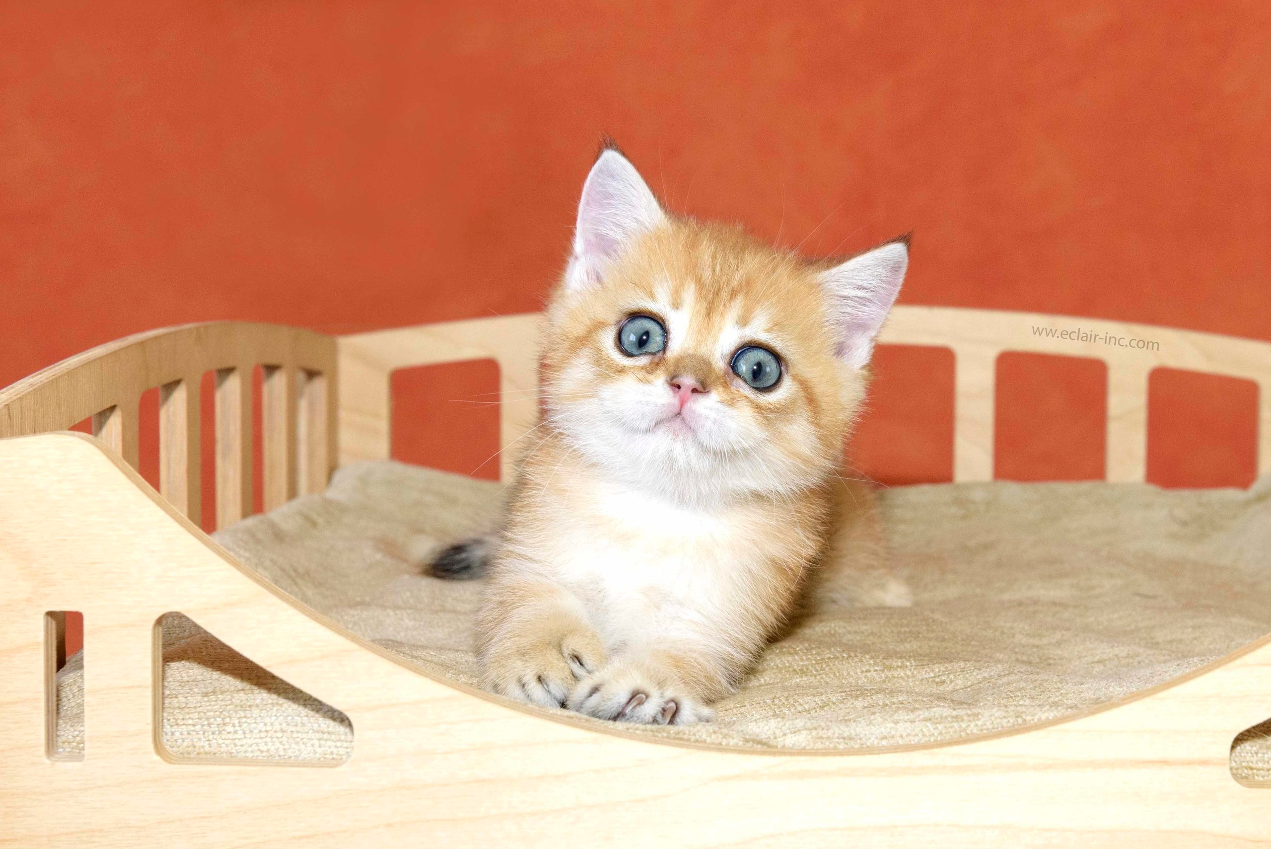 Εκτροφειο βρετανικης κοντότριχης γατας στην Ελλαδα, εκτροφειο british shorthair Αθηνα, βρετανικη κοντοτριχη τσιντσιλα, χρυση βρετανική γάτα, βρετανική κοντότριχη γάτα με pedigree, βρετανική κοντότριχη γάτα τιμή, βρετανική μακρύτριχη γάτα, εκτροφείο βρετανικής κοντότριχης γάτας στην Κύπρο, βρετανική γάτα στην Κύπρο τιμή, χρυσή βρετανική γάτα στην Κύπρο, χρυσή βρετανική γάτα Λεμεσός