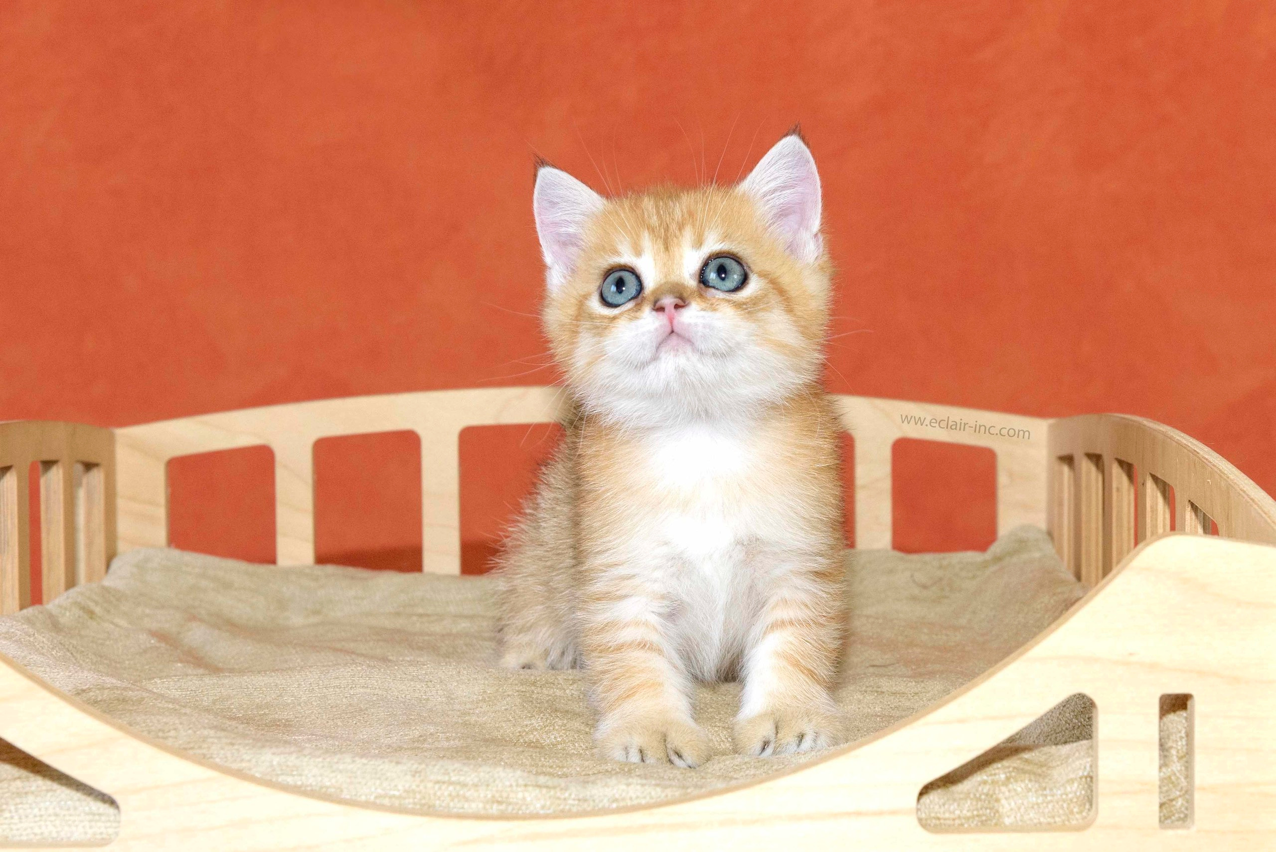 Εκτροφειο βρετανικης κοντότριχης γατας στην Ελλαδα, εκτροφειο british shorthair Αθηνα, βρετανικη κοντοτριχη τσιντσιλα, χρυση βρετανική γάτα, βρετανική κοντότριχη γάτα με pedigree, βρετανική κοντότριχη γάτα τιμή, βρετανική μακρύτριχη γάτα, εκτροφείο βρετανικής κοντότριχης γάτας στην Κύπρο, βρετανική γάτα στην Κύπρο τιμή, χρυσή βρετανική γάτα στην Κύπρο, χρυσή βρετανική γάτα Λεμεσός