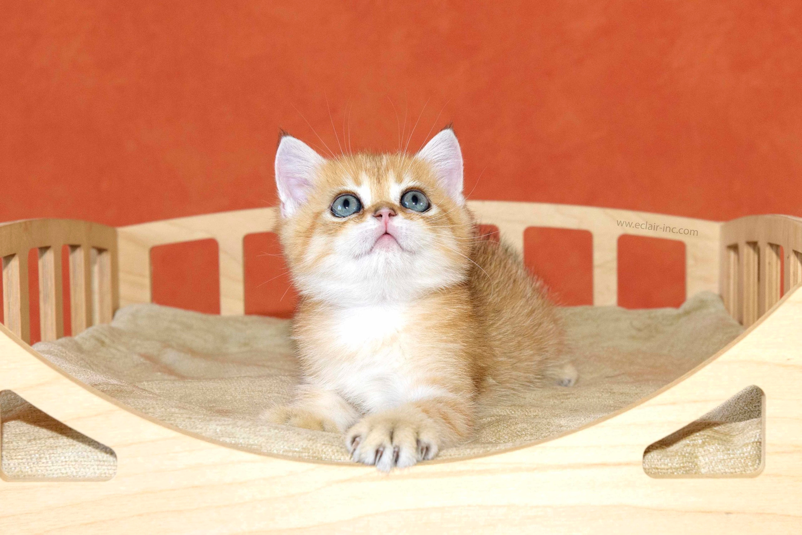 Εκτροφειο βρετανικης κοντότριχης γατας στην Ελλαδα, εκτροφειο british shorthair Αθηνα, βρετανικη κοντοτριχη τσιντσιλα, χρυση βρετανική γάτα, βρετανική κοντότριχη γάτα με pedigree, βρετανική κοντότριχη γάτα τιμή, βρετανική μακρύτριχη γάτα, εκτροφείο βρετανικής κοντότριχης γάτας στην Κύπρο, βρετανική γάτα στην Κύπρο τιμή, χρυσή βρετανική γάτα στην Κύπρο, χρυσή βρετανική γάτα Λεμεσός