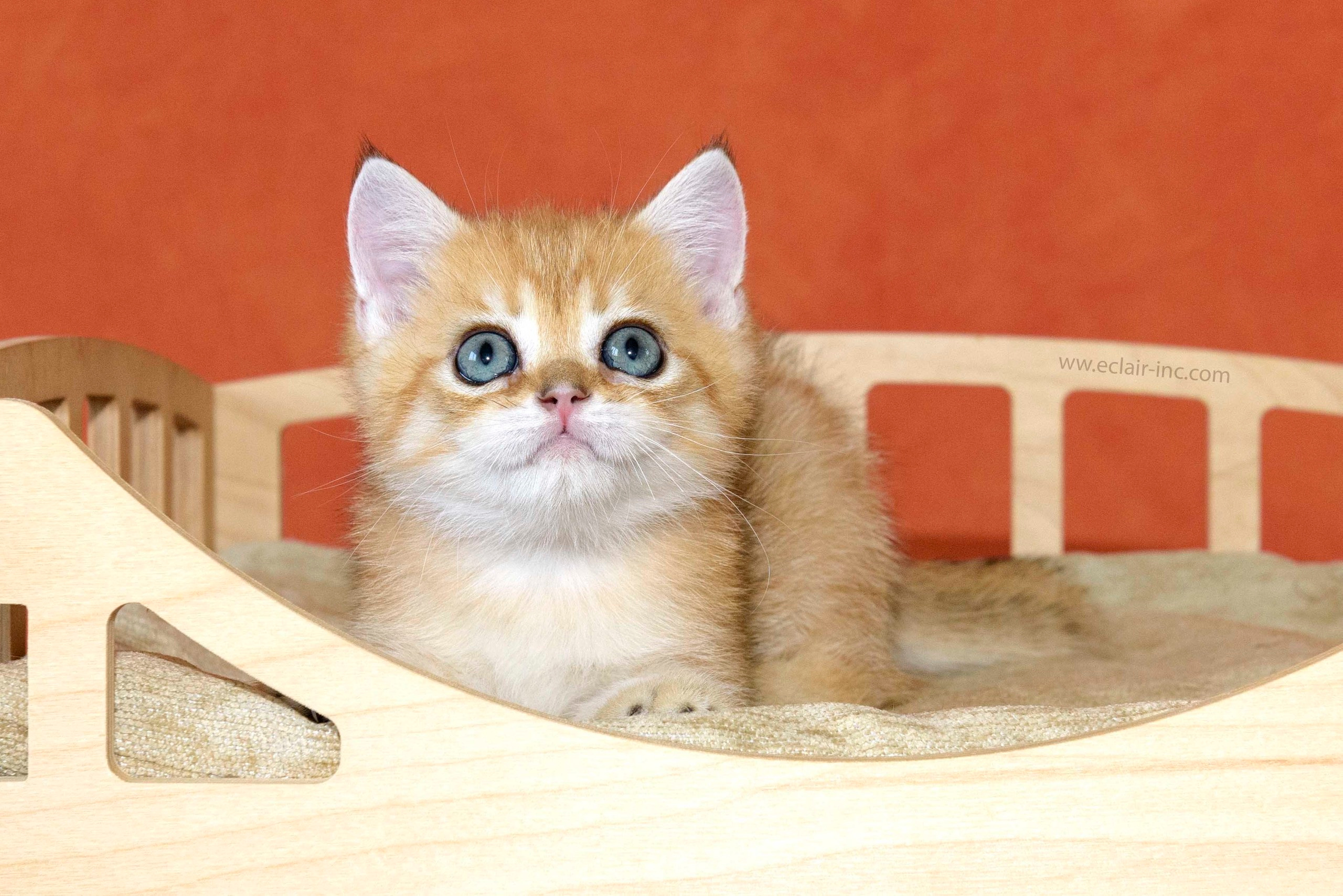 Εκτροφειο βρετανικης κοντότριχης γατας στην Ελλαδα, εκτροφειο british shorthair Αθηνα, βρετανικη κοντοτριχη τσιντσιλα, χρυση βρετανική γάτα, βρετανική κοντότριχη γάτα με pedigree, βρετανική κοντότριχη γάτα τιμή, βρετανική μακρύτριχη γάτα, εκτροφείο βρετανικής κοντότριχης γάτας στην Κύπρο, βρετανική γάτα στην Κύπρο τιμή, χρυσή βρετανική γάτα στην Κύπρο, χρυσή βρετανική γάτα Λεμεσός