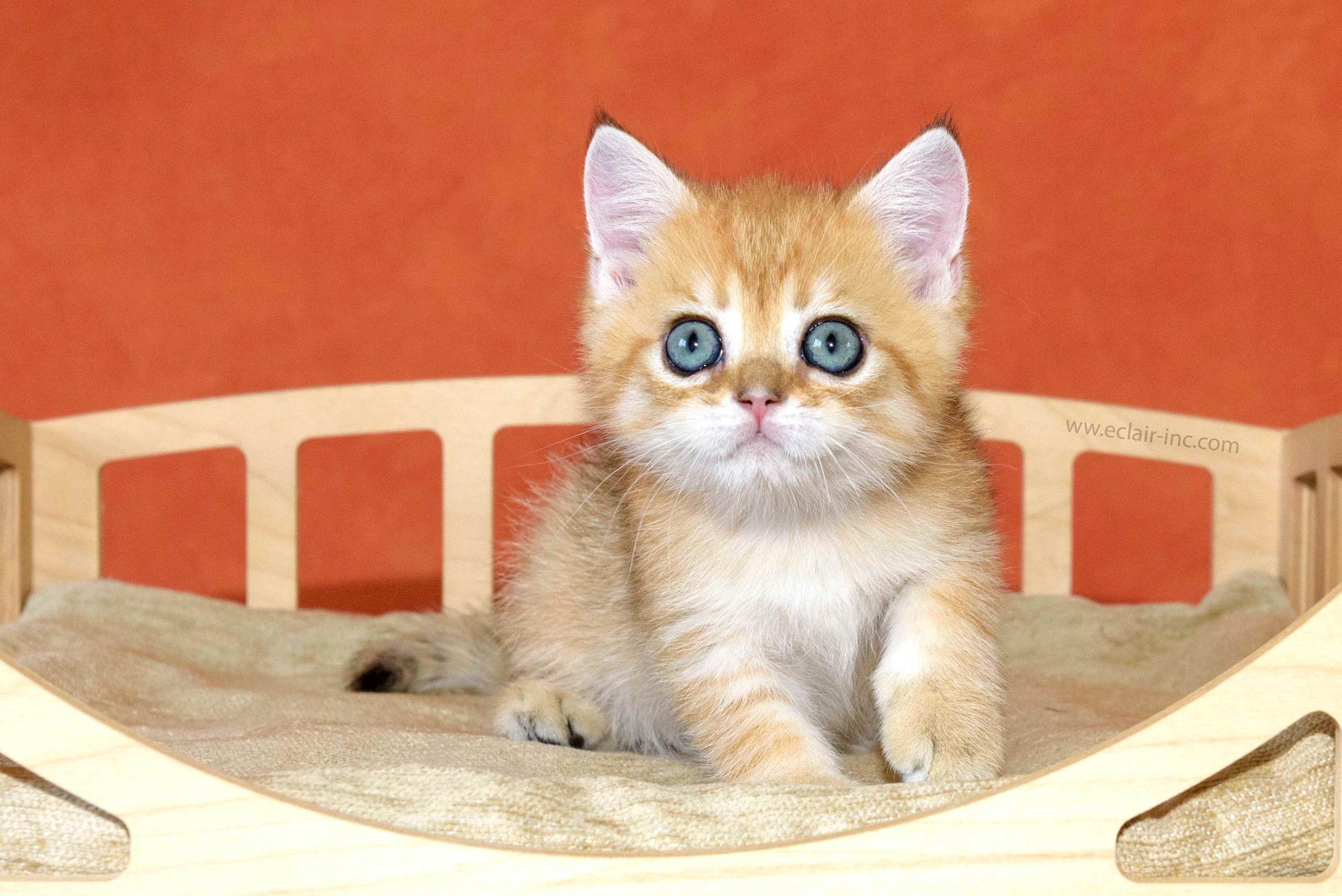 Εκτροφειο βρετανικης κοντότριχης γατας στην Ελλαδα, εκτροφειο british shorthair Αθηνα, βρετανικη κοντοτριχη τσιντσιλα, χρυση βρετανική γάτα, βρετανική κοντότριχη γάτα με pedigree, βρετανική κοντότριχη γάτα τιμή, βρετανική μακρύτριχη γάτα, εκτροφείο βρετανικής κοντότριχης γάτας στην Κύπρο, βρετανική γάτα στην Κύπρο τιμή, χρυσή βρετανική γάτα στην Κύπρο, χρυσή βρετανική γάτα Λεμεσός