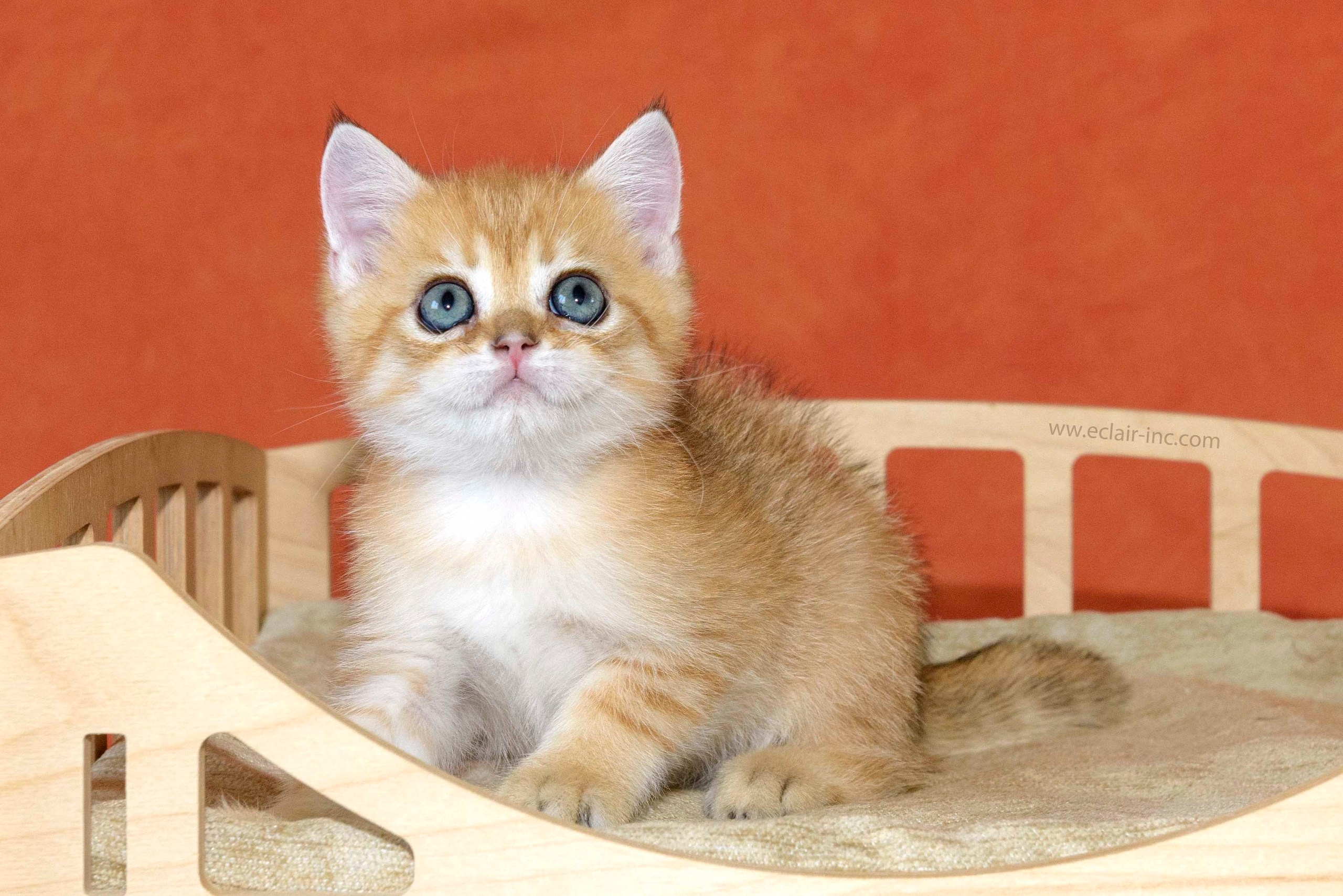 Εκτροφειο βρετανικης κοντότριχης γατας στην Ελλαδα, εκτροφειο british shorthair Αθηνα, βρετανικη κοντοτριχη τσιντσιλα, χρυση βρετανική γάτα, βρετανική κοντότριχη γάτα με pedigree, βρετανική κοντότριχη γάτα τιμή, βρετανική μακρύτριχη γάτα, εκτροφείο βρετανικής κοντότριχης γάτας στην Κύπρο, βρετανική γάτα στην Κύπρο τιμή, χρυσή βρετανική γάτα στην Κύπρο, χρυσή βρετανική γάτα Λεμεσός