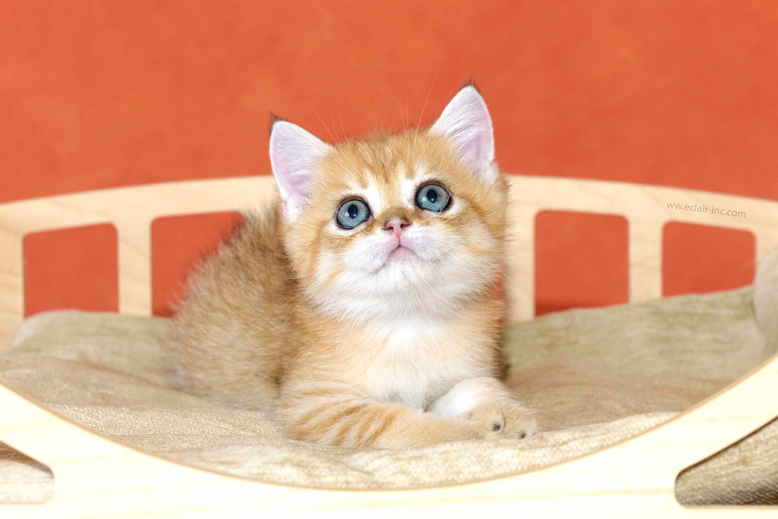 Εκτροφειο βρετανικης κοντότριχης γατας στην Ελλαδα, εκτροφειο british shorthair Αθηνα, βρετανικη κοντοτριχη τσιντσιλα, χρυση βρετανική γάτα, βρετανική κοντότριχη γάτα με pedigree, βρετανική κοντότριχη γάτα τιμή, βρετανική μακρύτριχη γάτα, εκτροφείο βρετανικής κοντότριχης γάτας στην Κύπρο, βρετανική γάτα στην Κύπρο τιμή, χρυσή βρετανική γάτα στην Κύπρο, χρυσή βρετανική γάτα Λεμεσός