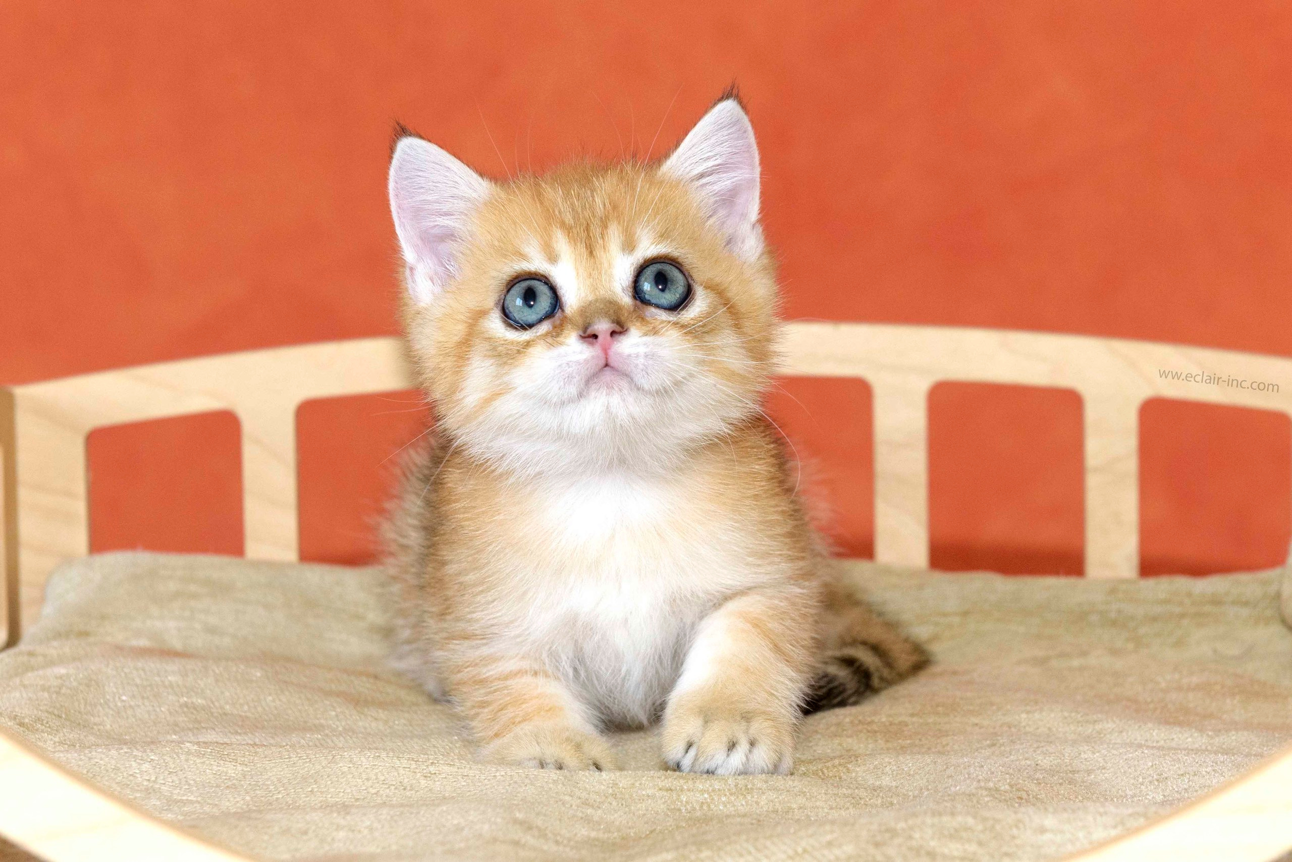 Εκτροφειο βρετανικης κοντότριχης γατας στην Ελλαδα, εκτροφειο british shorthair Αθηνα, βρετανικη κοντοτριχη τσιντσιλα, χρυση βρετανική γάτα, βρετανική κοντότριχη γάτα με pedigree, βρετανική κοντότριχη γάτα τιμή, βρετανική μακρύτριχη γάτα, εκτροφείο βρετανικής κοντότριχης γάτας στην Κύπρο, βρετανική γάτα στην Κύπρο τιμή, χρυσή βρετανική γάτα στην Κύπρο, χρυσή βρετανική γάτα Λεμεσός