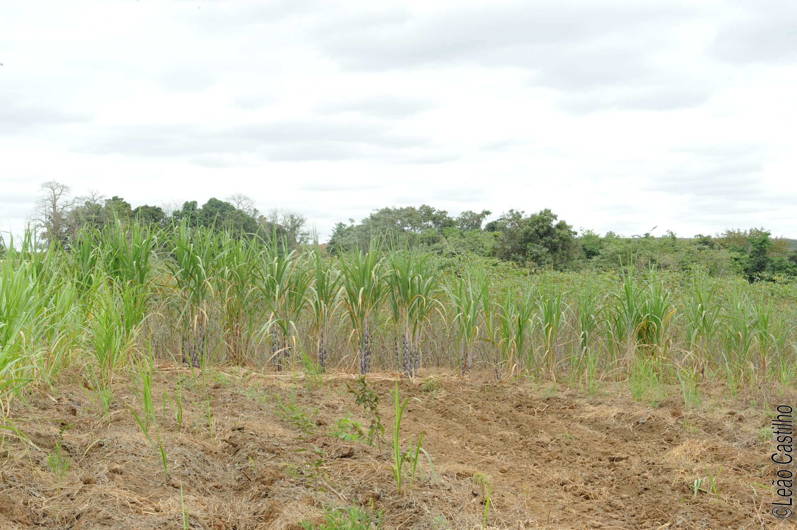 Photos of agriculture for the people of Muindi project. Simbahalu