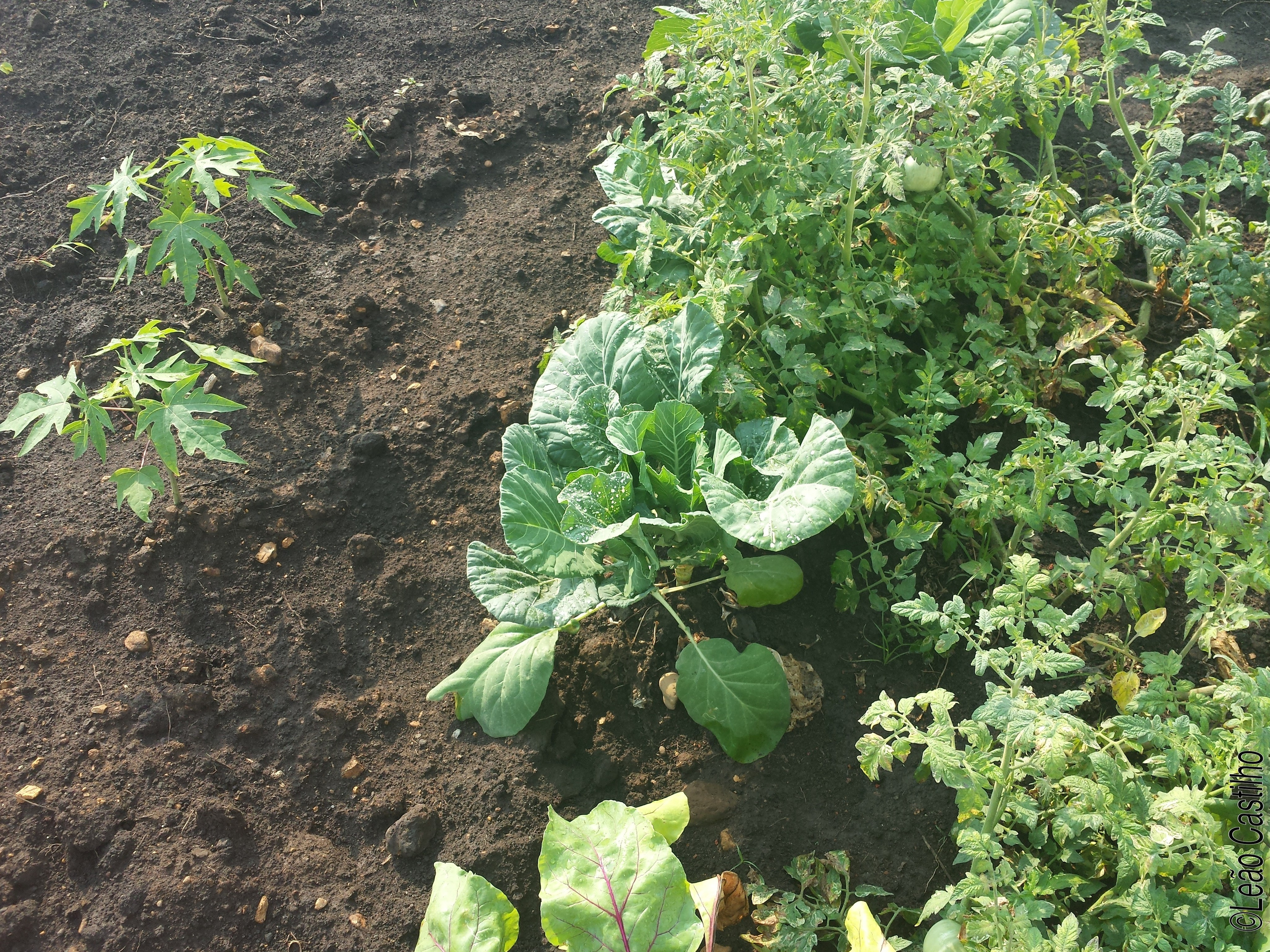 Photos of agriculture for the people of Muindi project. Simbahalu