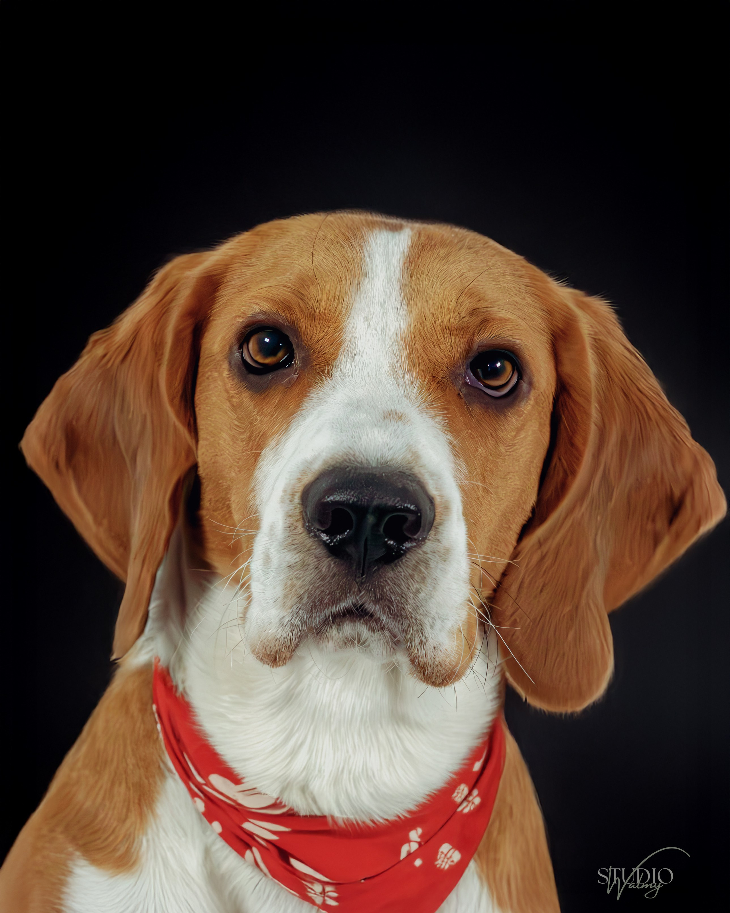 Fotografía animal. Inicio