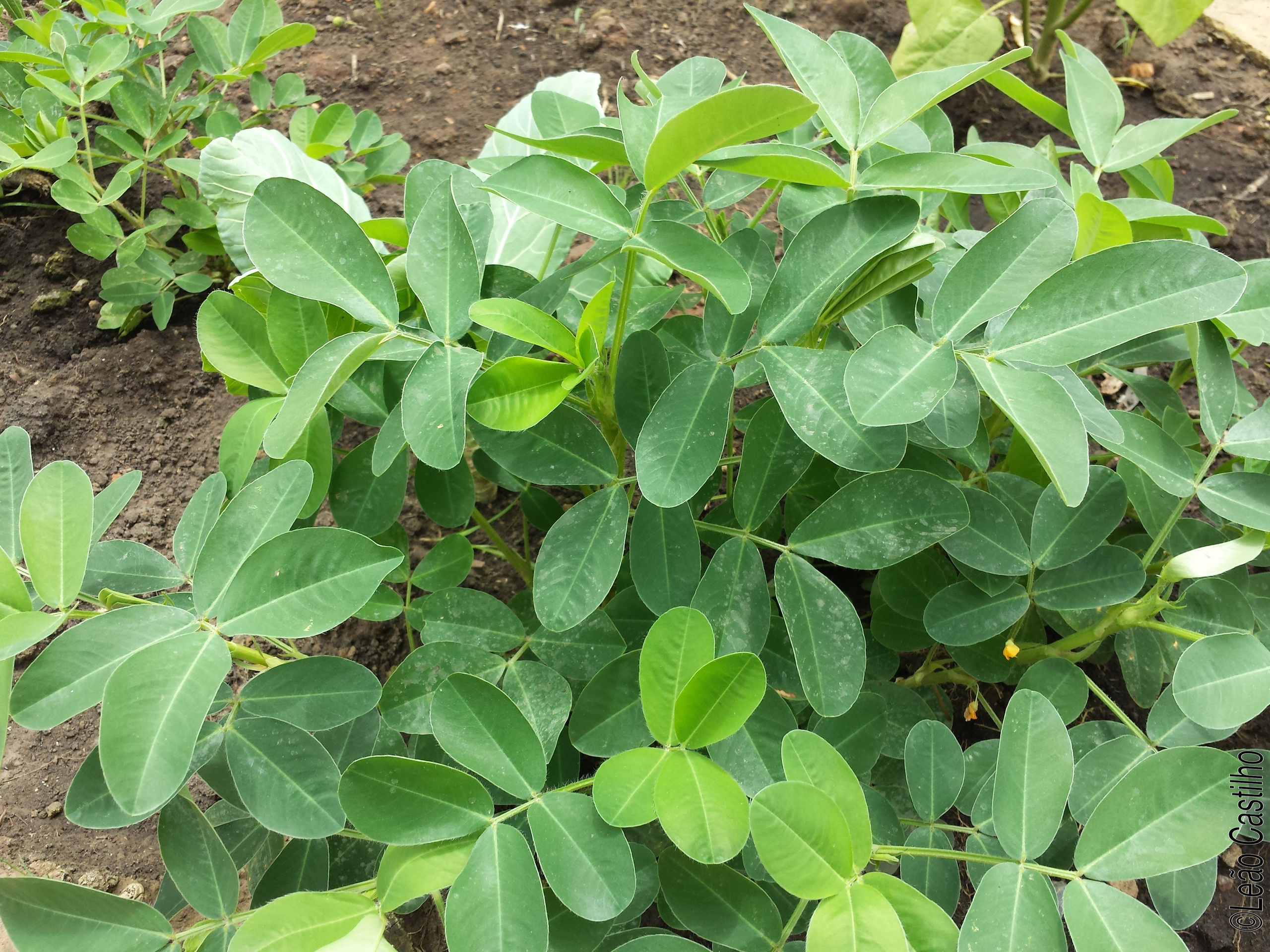 Photos of agriculture for the people of Muindi project. Simbahalu