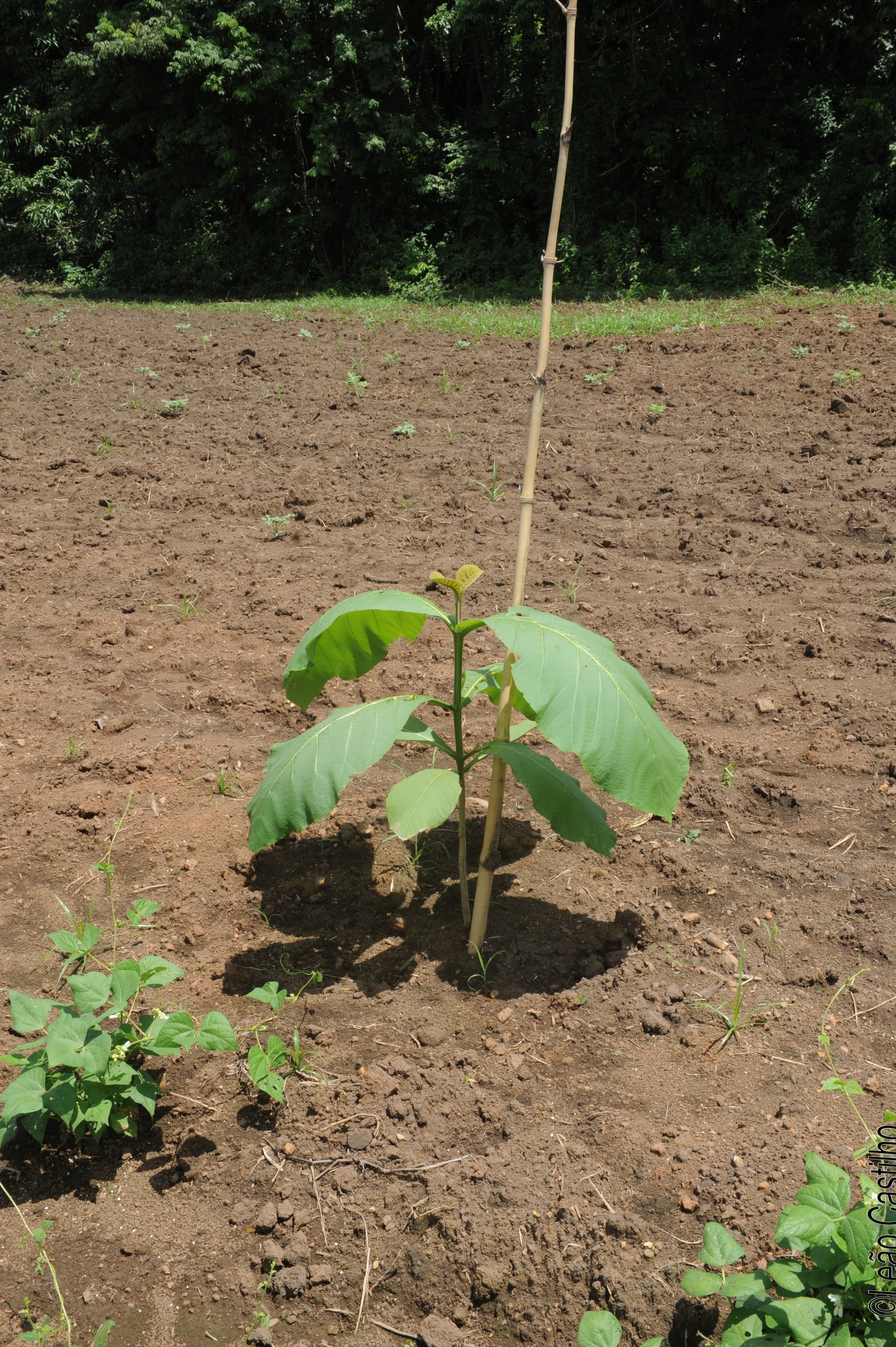 Photos of agriculture for the people of Muindi project. Simbahalu