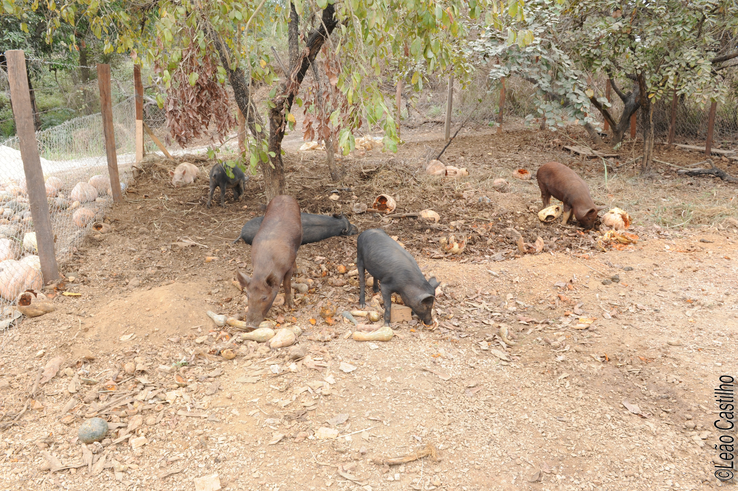 Photos of agriculture for the people of Muindi project. Simbahalu