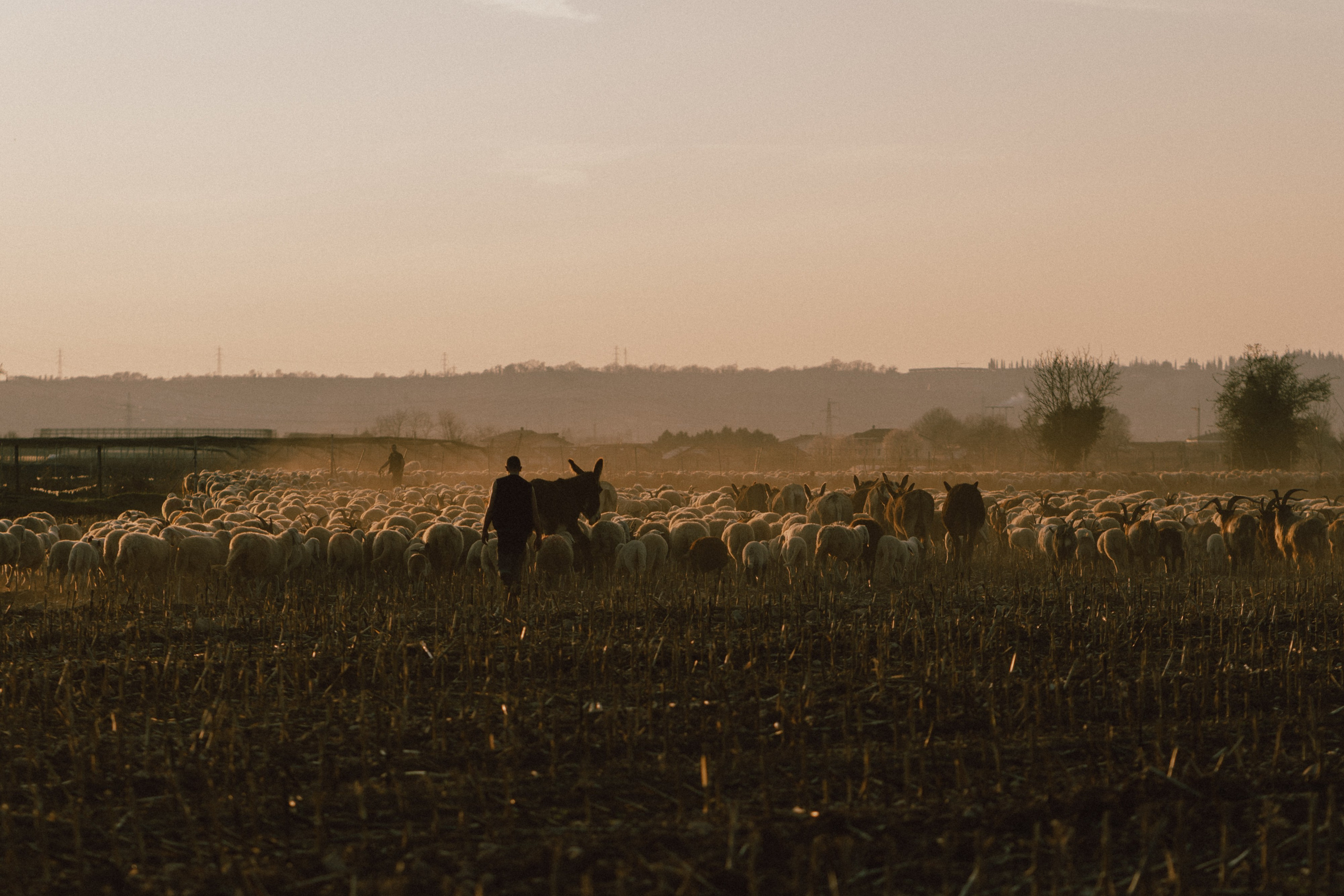 A thousand sheeps. Diana Fedrigo | Fotografa matrimoni in Italia
