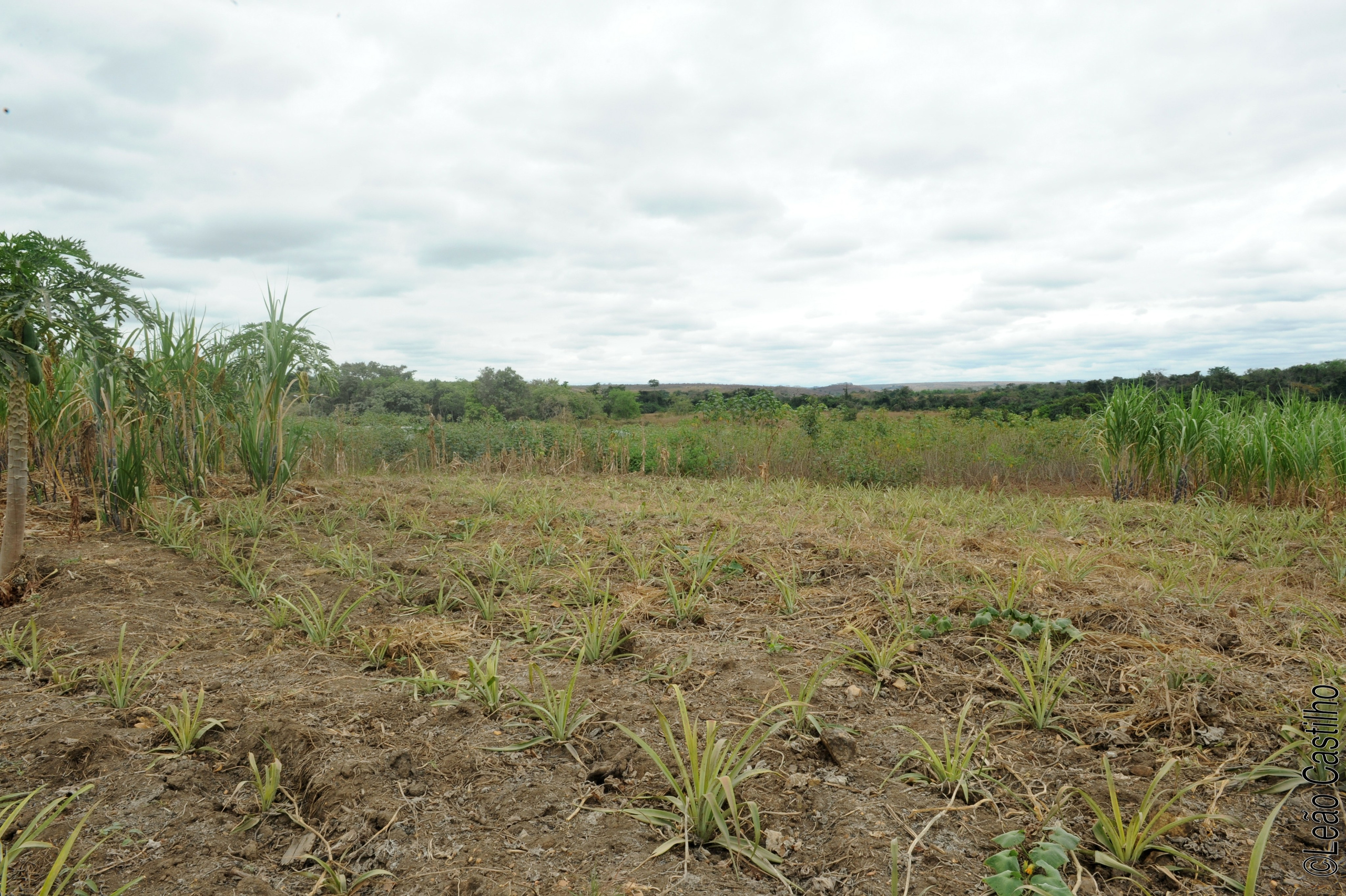 Photos of agriculture for the people of Muindi project. Simbahalu