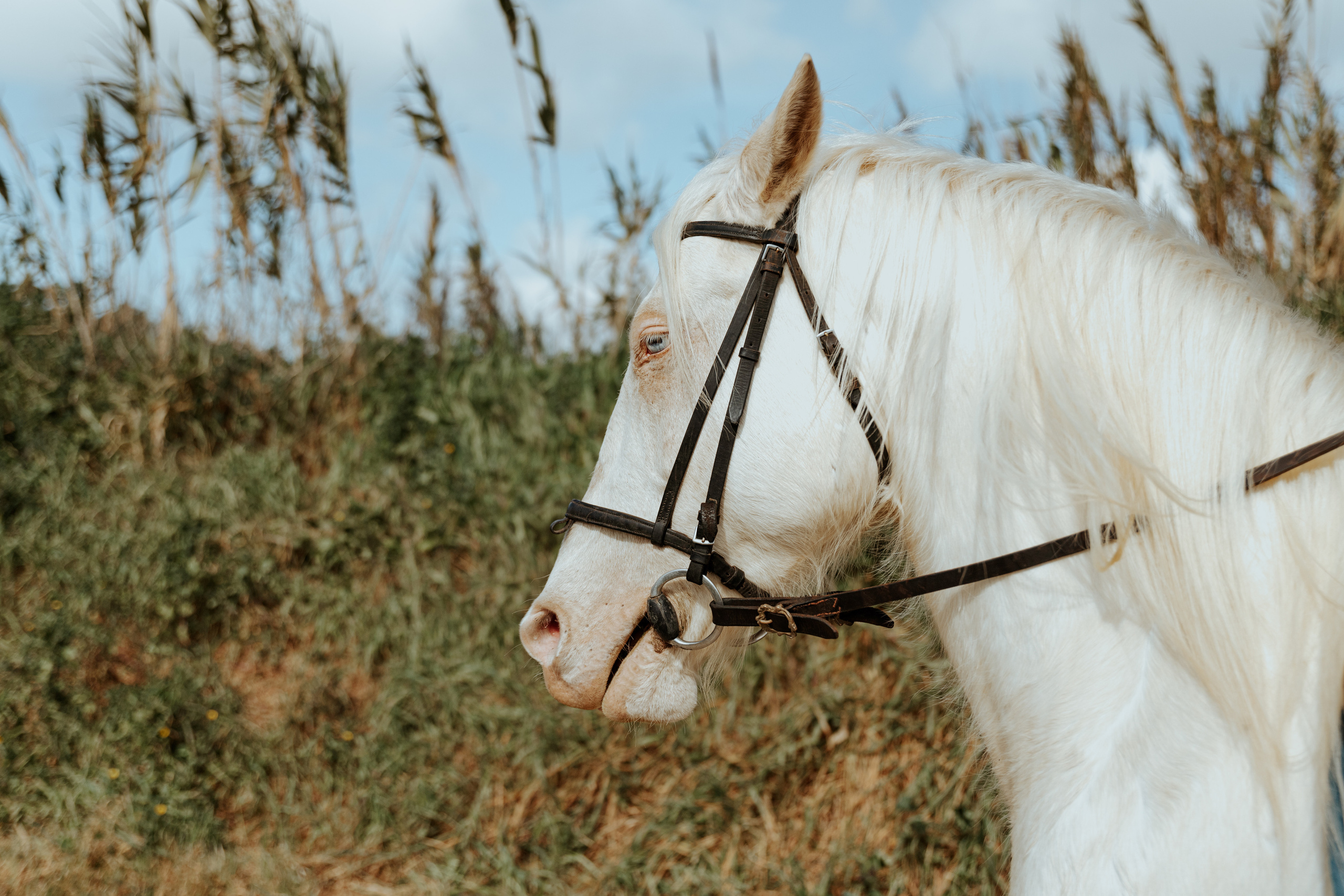Passeio a cavalo na praia dos Supertubos. Luxury Wedding Photography & Cinematic Films | Portugal & Destination Weddings | Ricardo & Mary Pictures