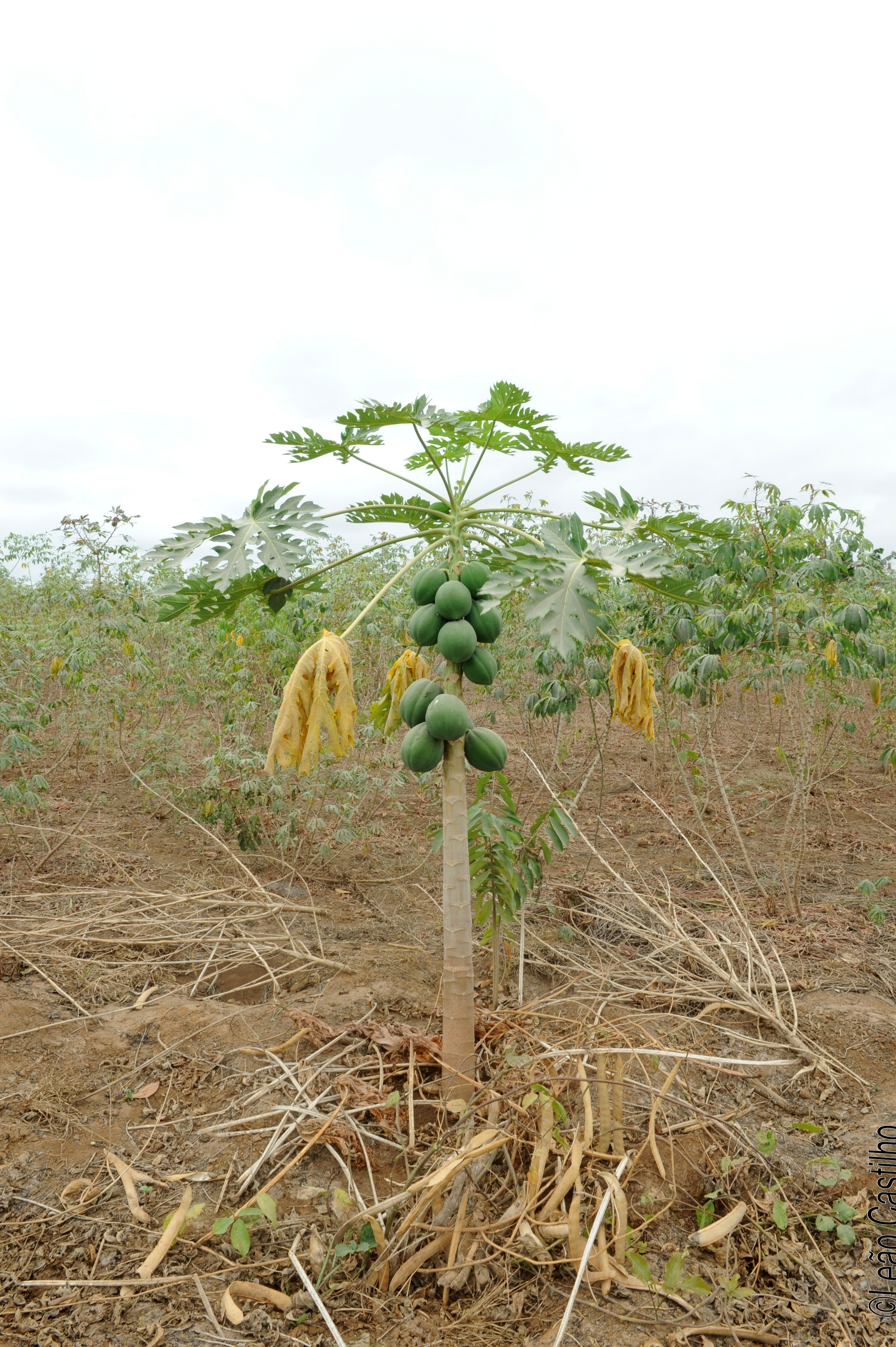 Photos of agriculture for the people of Muindi project. Simbahalu