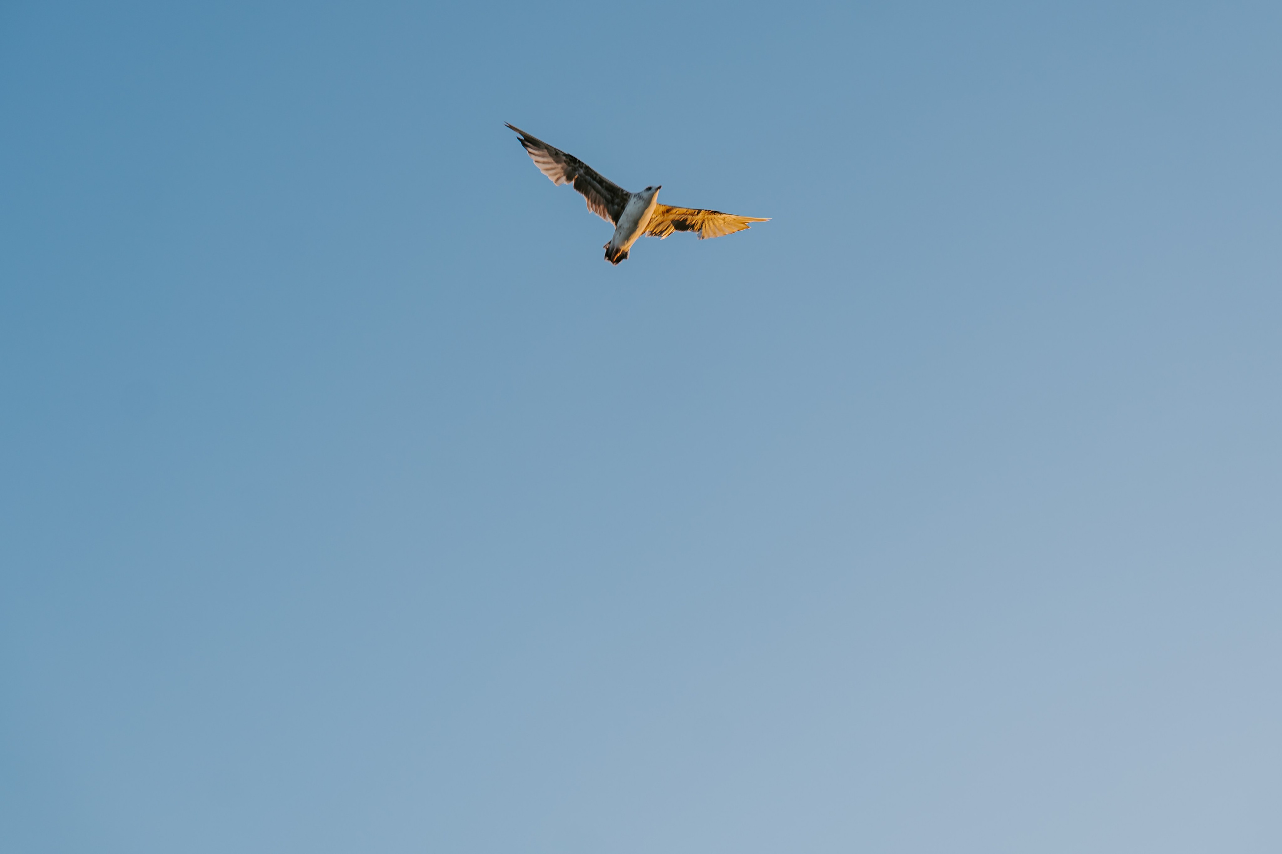 Alexandra & Felix - Love in Tyulenovo. Sebastian Purusniuc Fotograf - Iasi