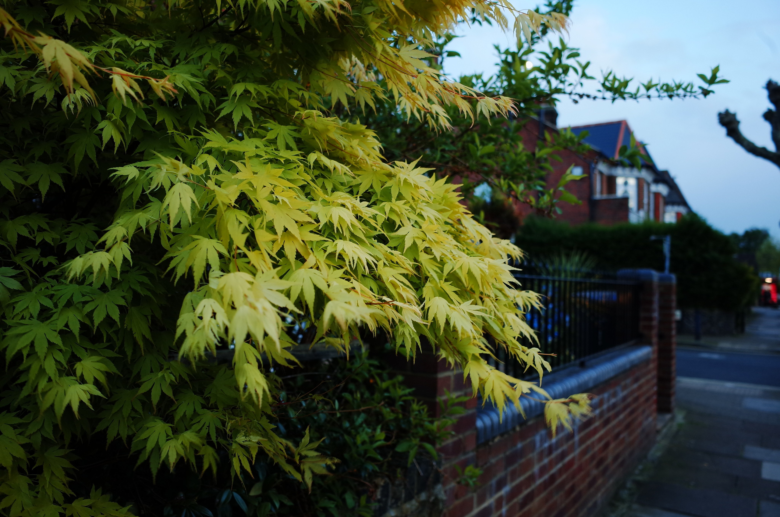 Пламенеющий куст. Виктория Дини. Арт-фотография