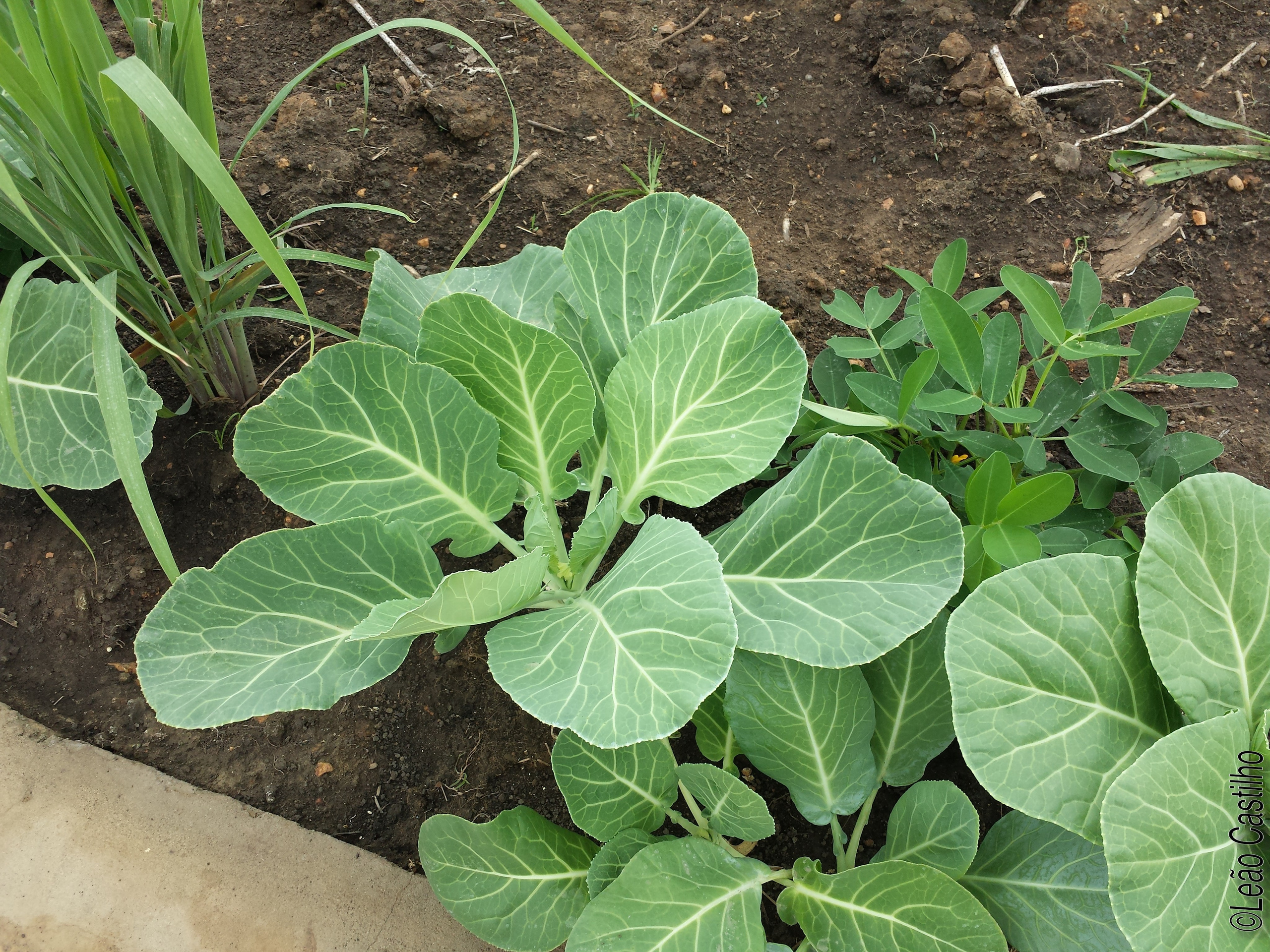Photos of agriculture for the people of Muindi project. Simbahalu