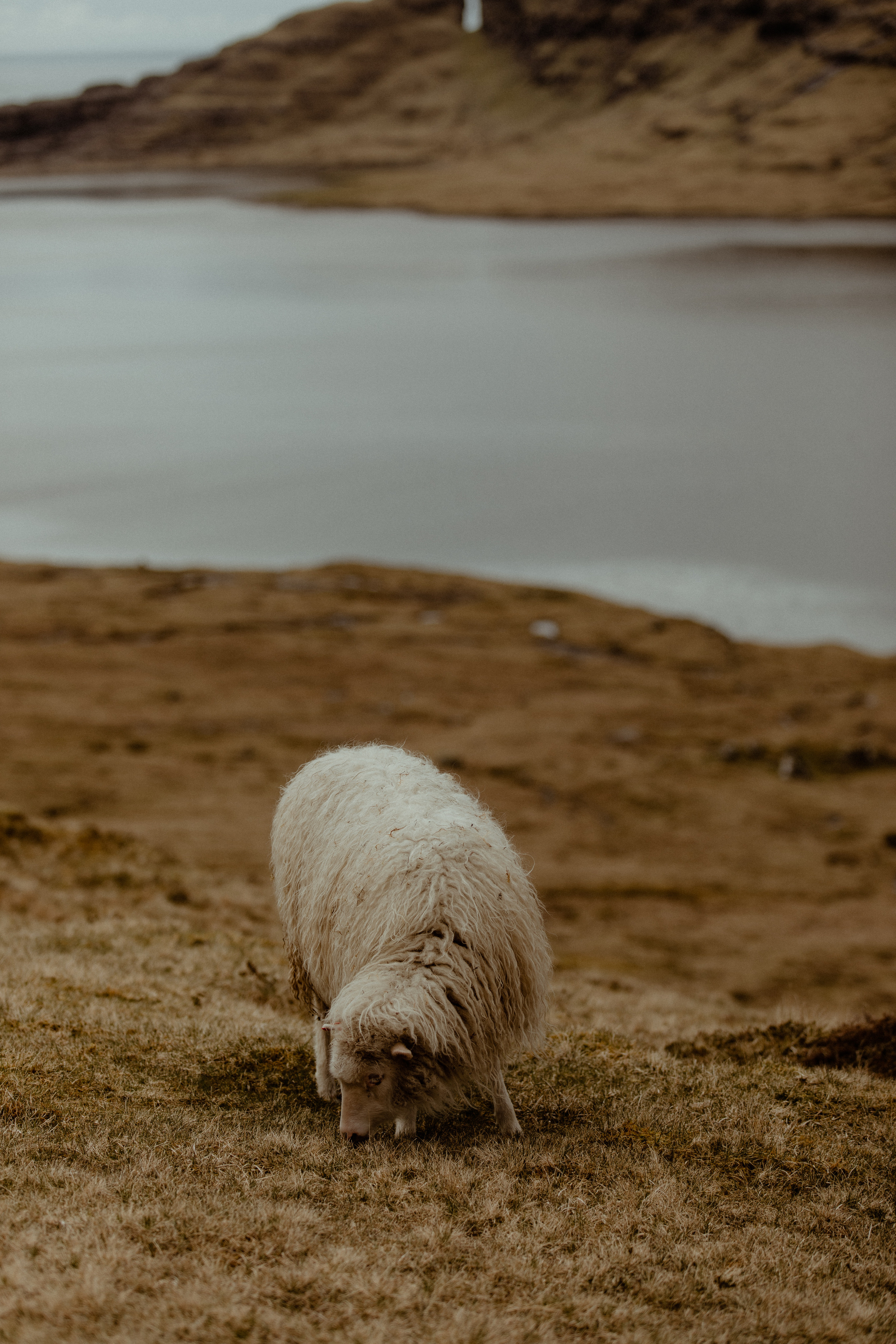Elopement at Faroe islands. Iceland elopement photo and video | Nikolaichik Photo