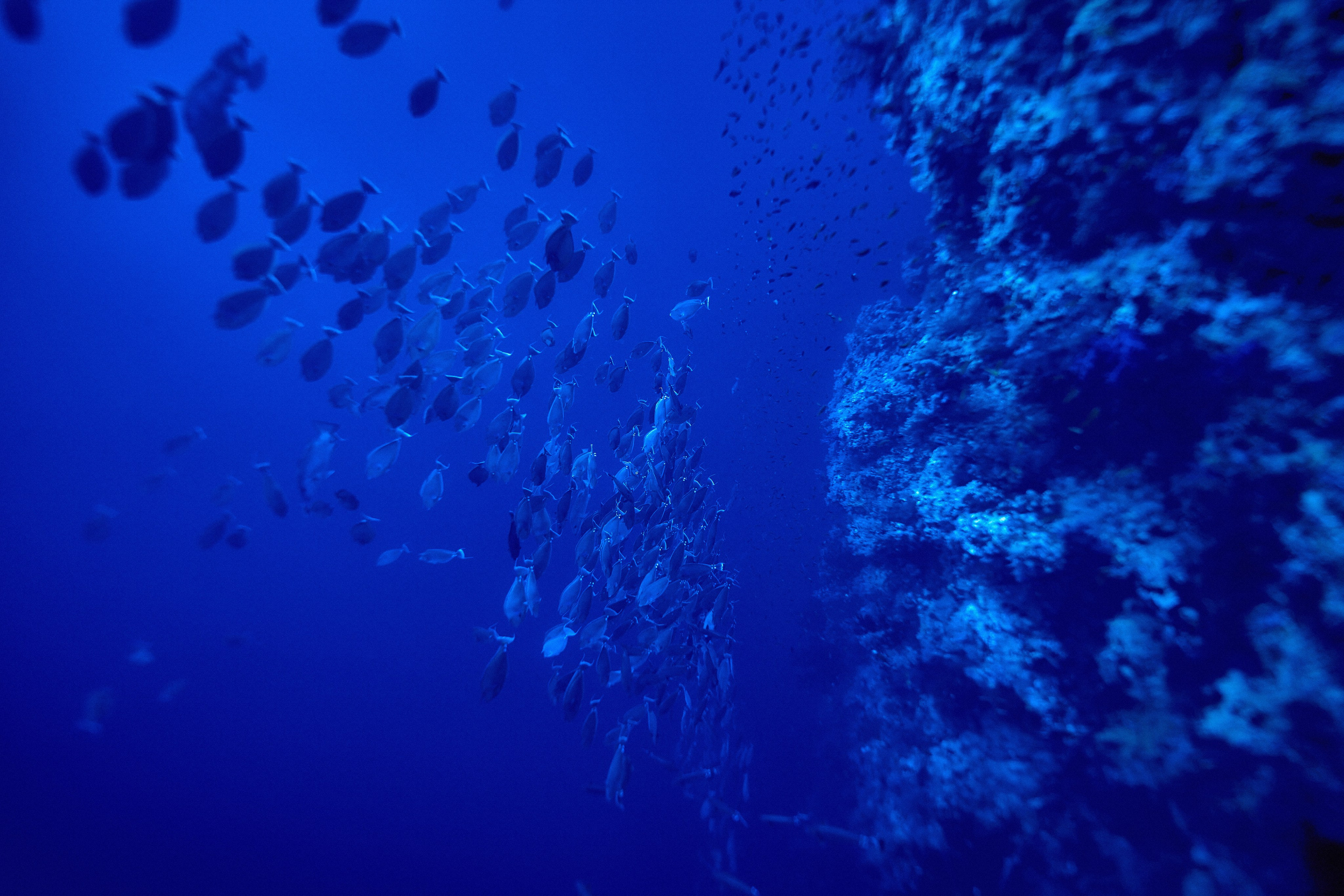 Podwodny fotograf - Andriej Szypilow - underwater photography. Tajemnica - wielka, głęboka i wszechobecna - to jest ta jakość, której przede wszystkim szukam w fotografii podwodnej...