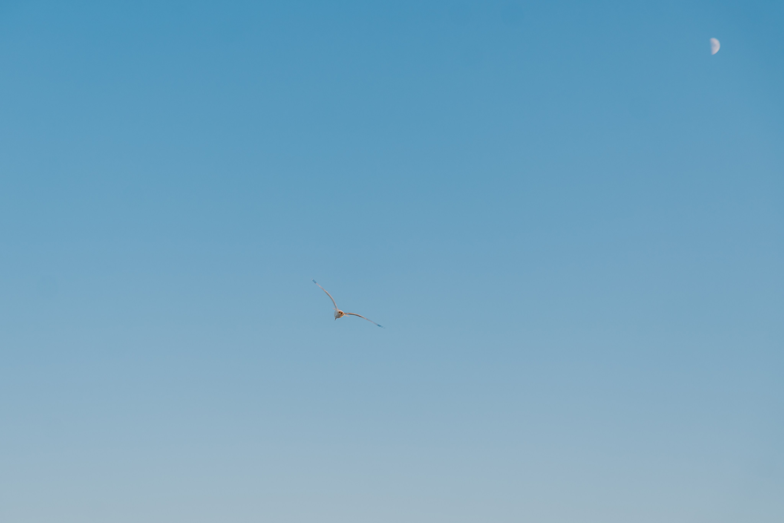 Alexandra & Felix - Love in Tyulenovo. Sebastian Purusniuc Fotograf - Iasi