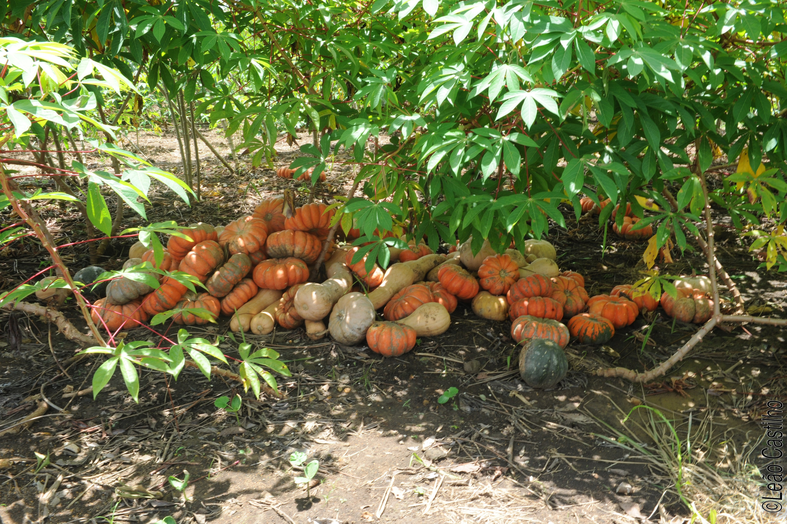 Photos of agriculture for the people of Muindi project. Simbahalu