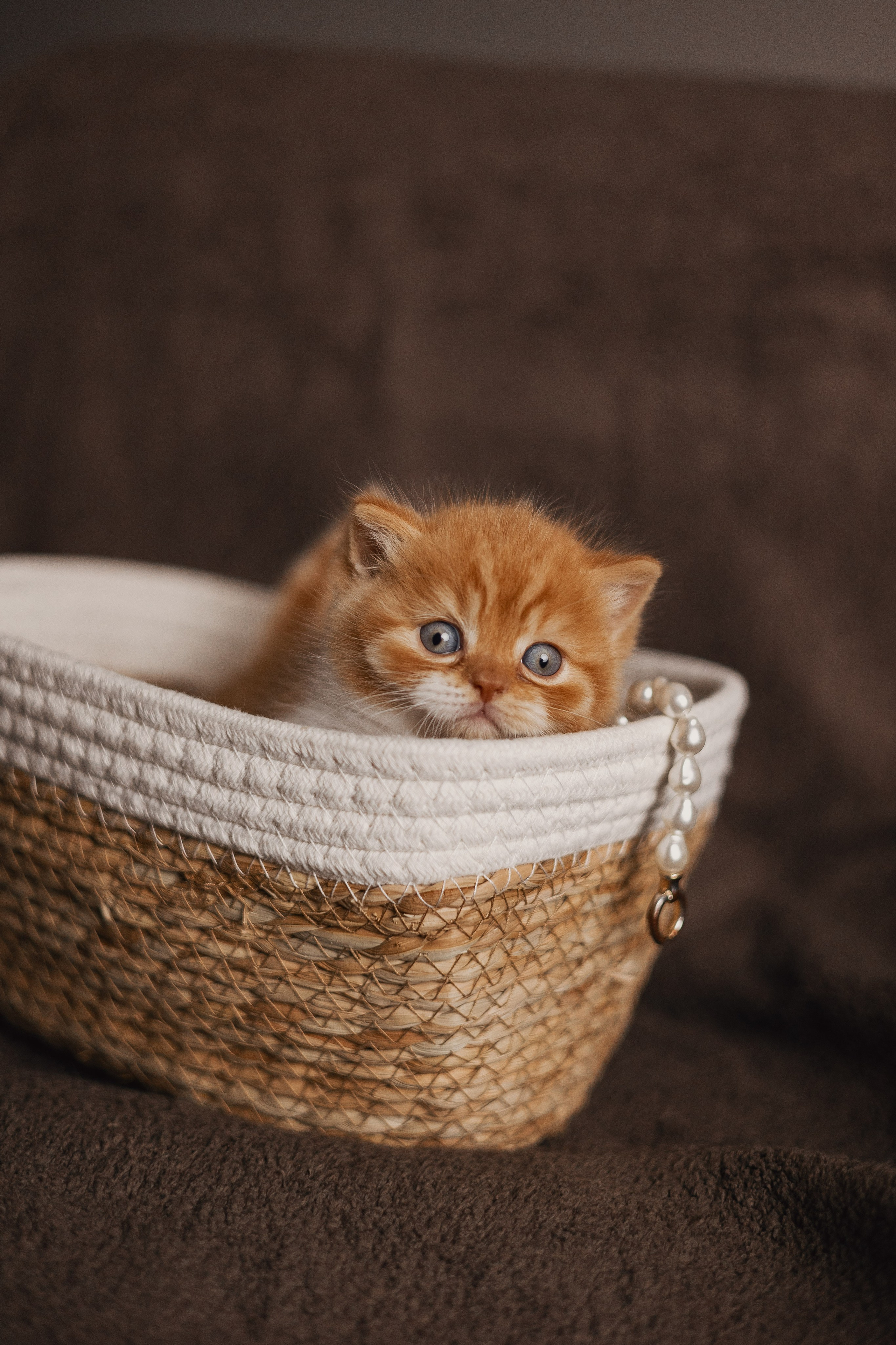 Pet photography. Photography & videography for brands. Individual shooting. Midlands, England