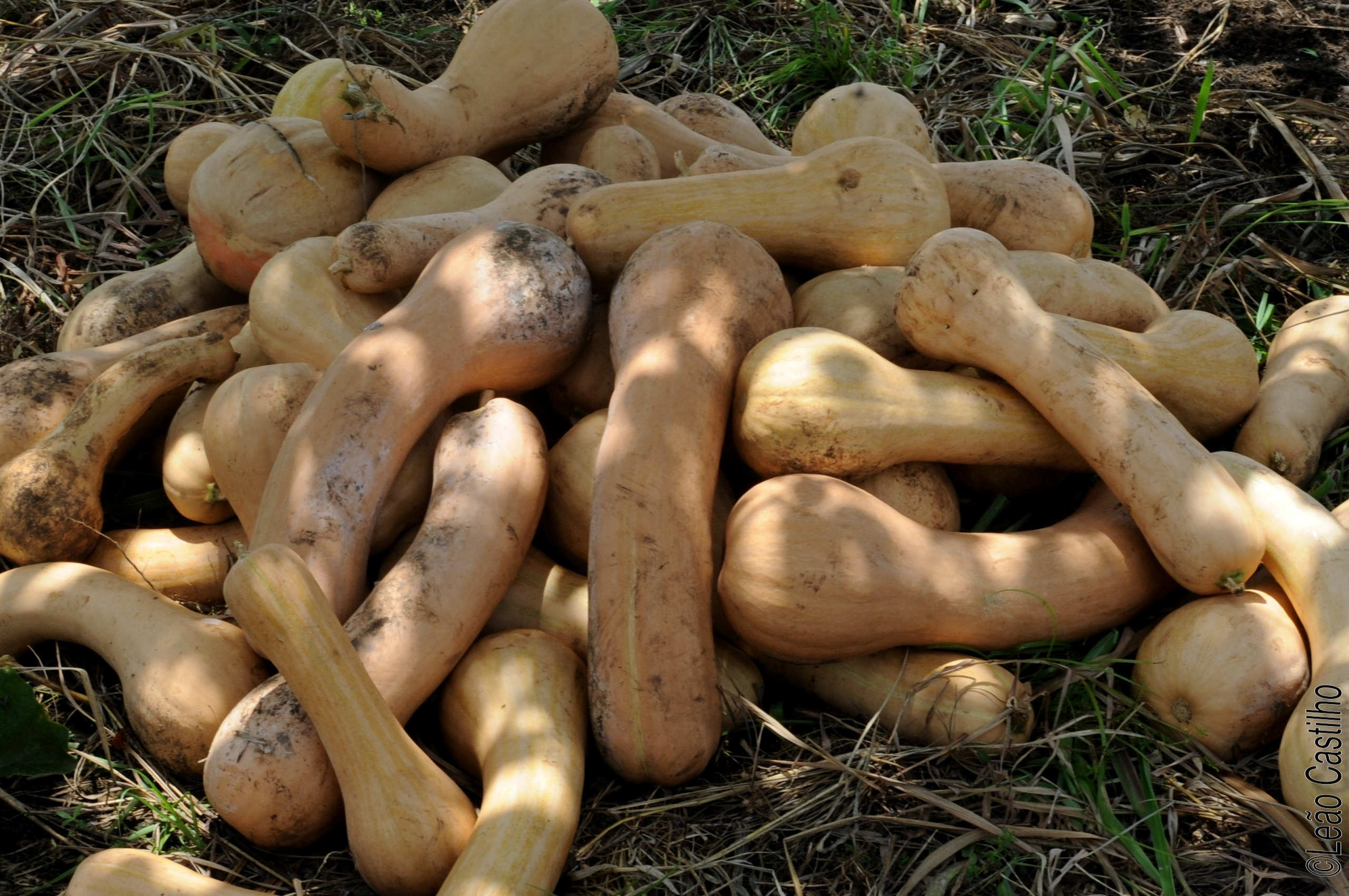 Photos of agriculture for the people of Muindi project. Simbahalu