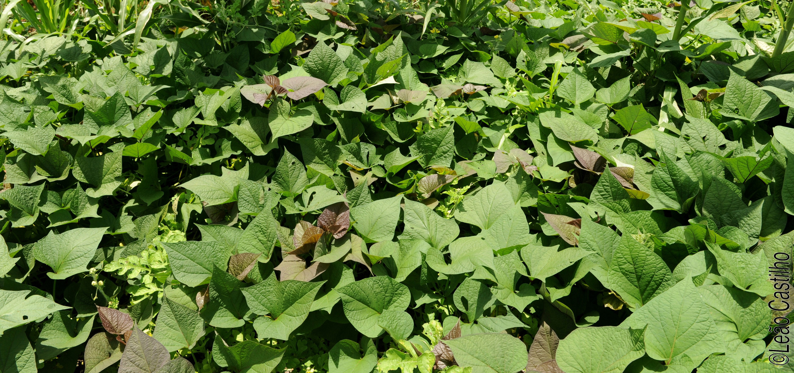 Photos of agriculture for the people of Muindi project. Simbahalu