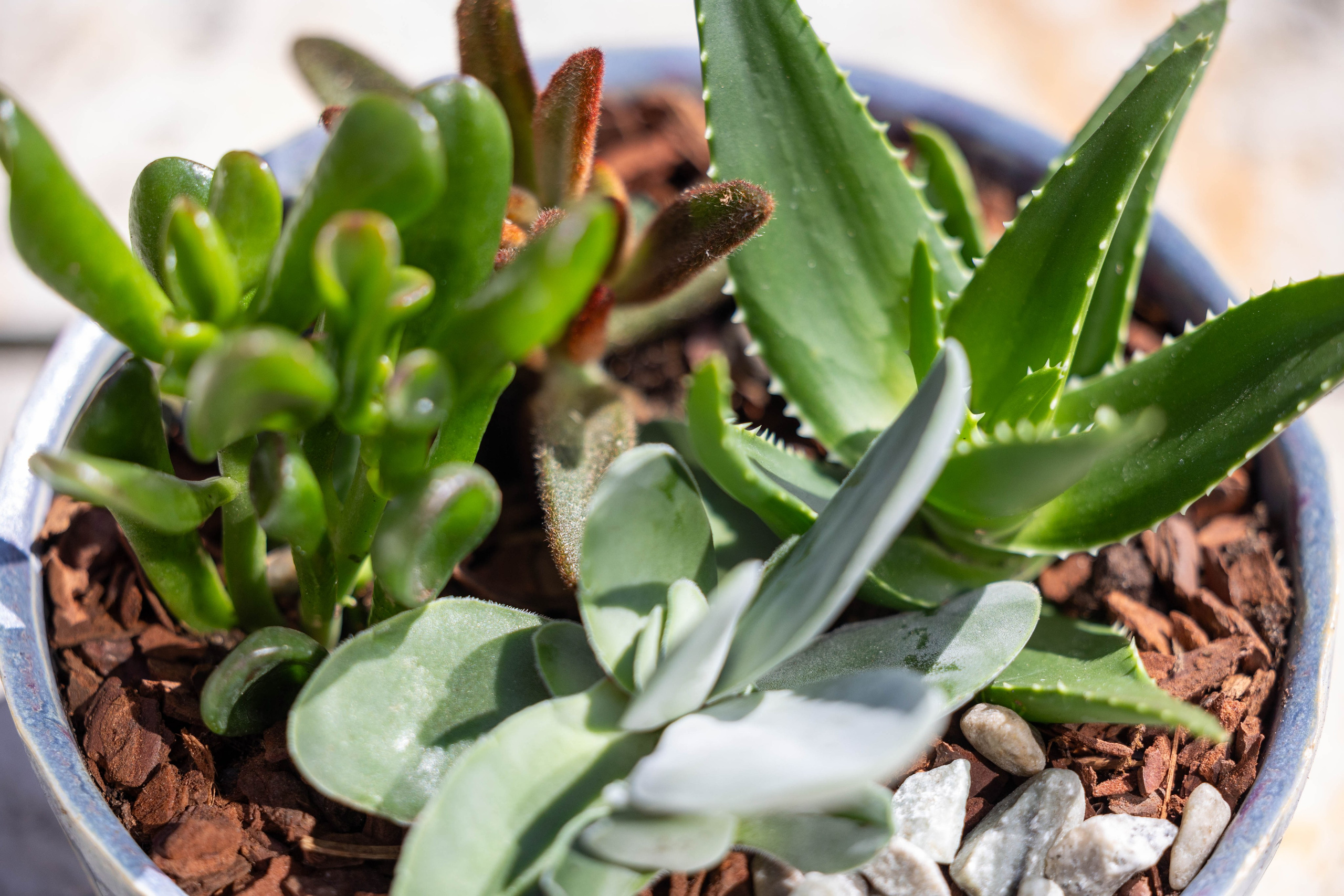 Sukkulentarrangementer er den perfekte gave til den, der har alt. De er både smukke og kræver minimal pasning. Find den perfekte gave hos Akropolis Blomster.