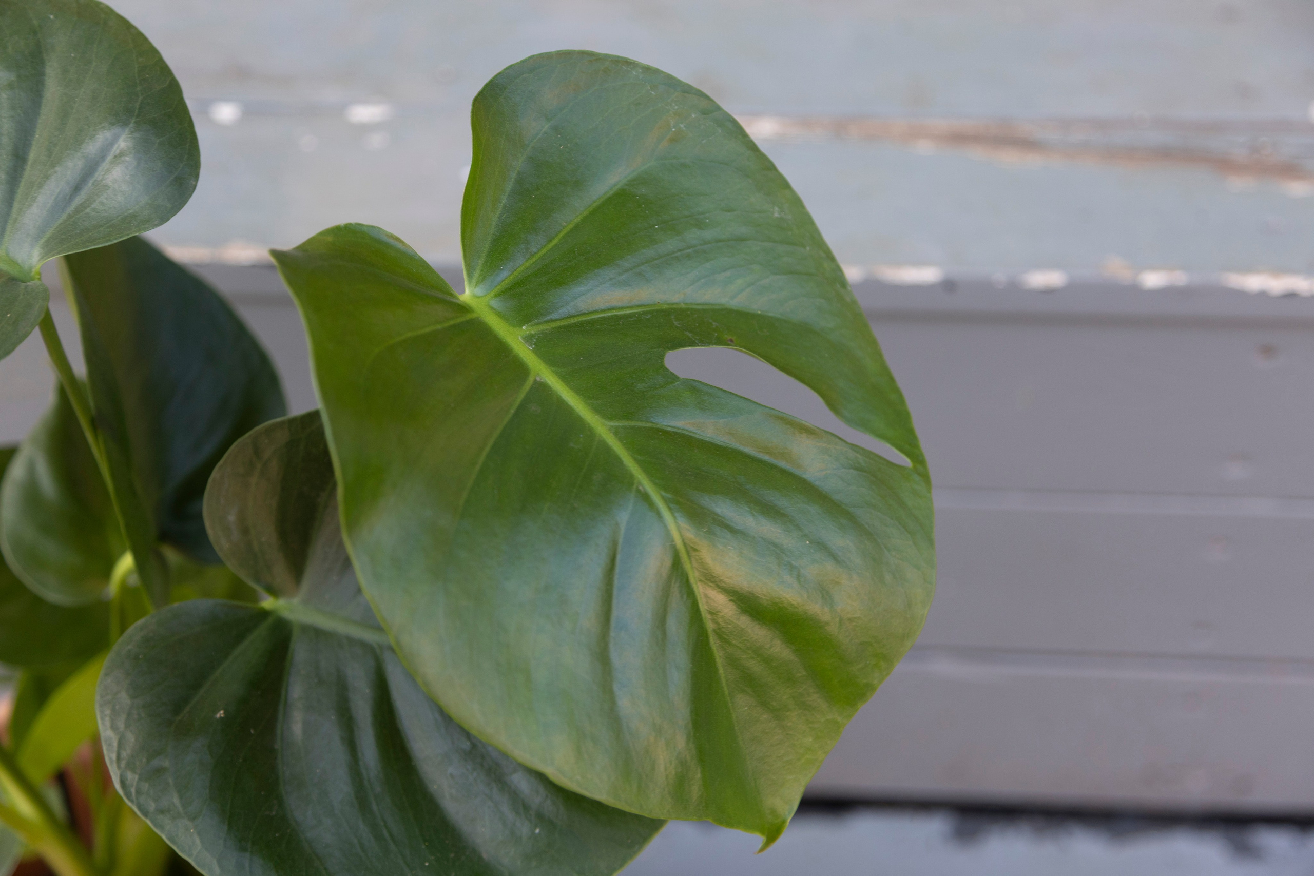 Gavekurve i Aarhus. Akropolis Blomster | Din døgn blomsterbutik i Aarhus