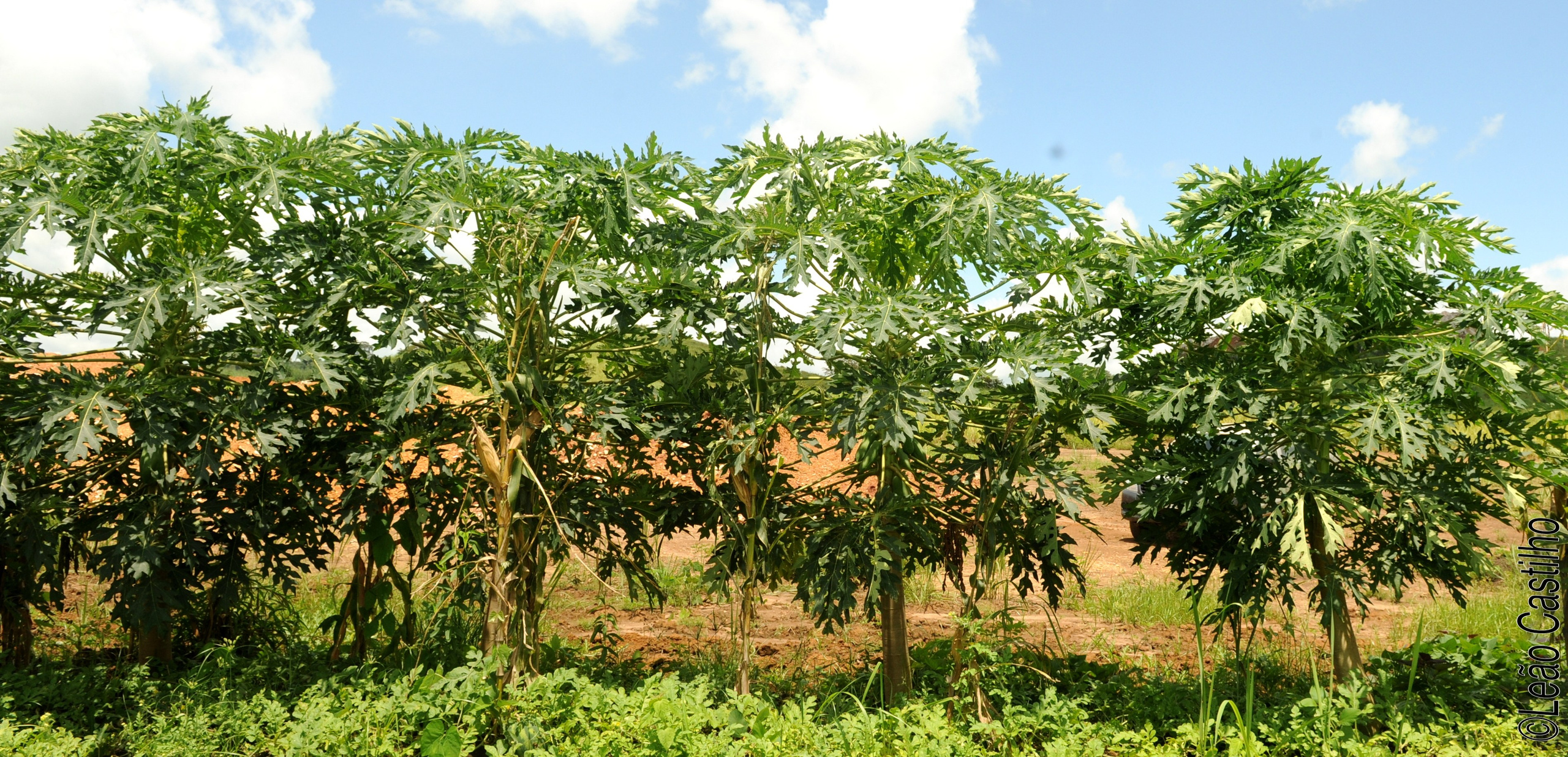Photos of agriculture for the people of Muindi project. Simbahalu