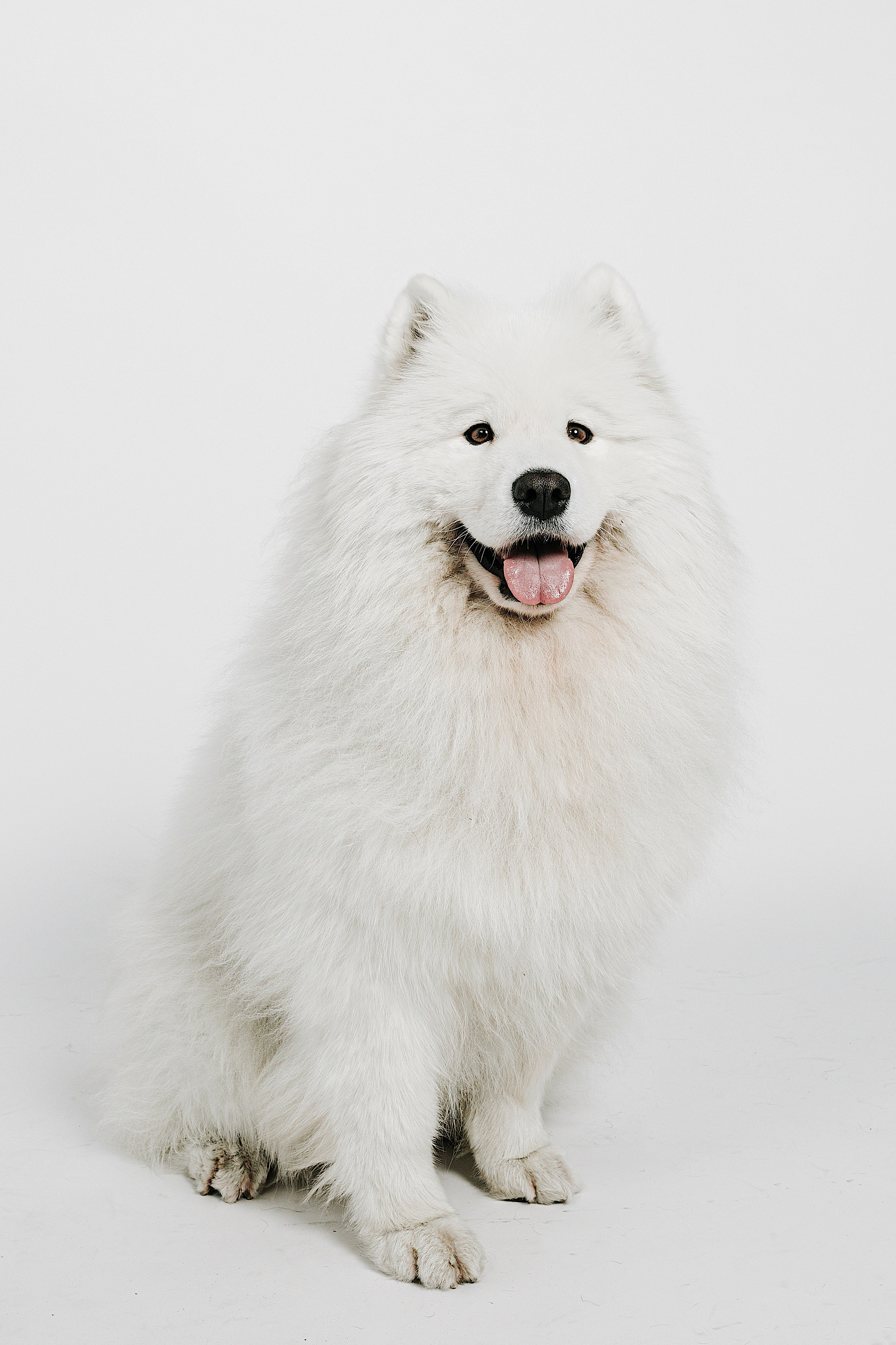 Fotografía de Mascotas en Madrid - Rainbox. Rainbox Estudio de Fotografía